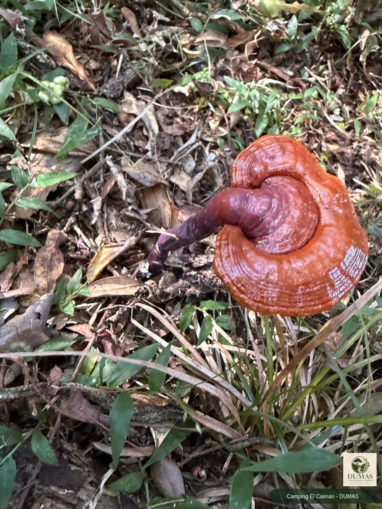 Registro fotográfico de Reishi