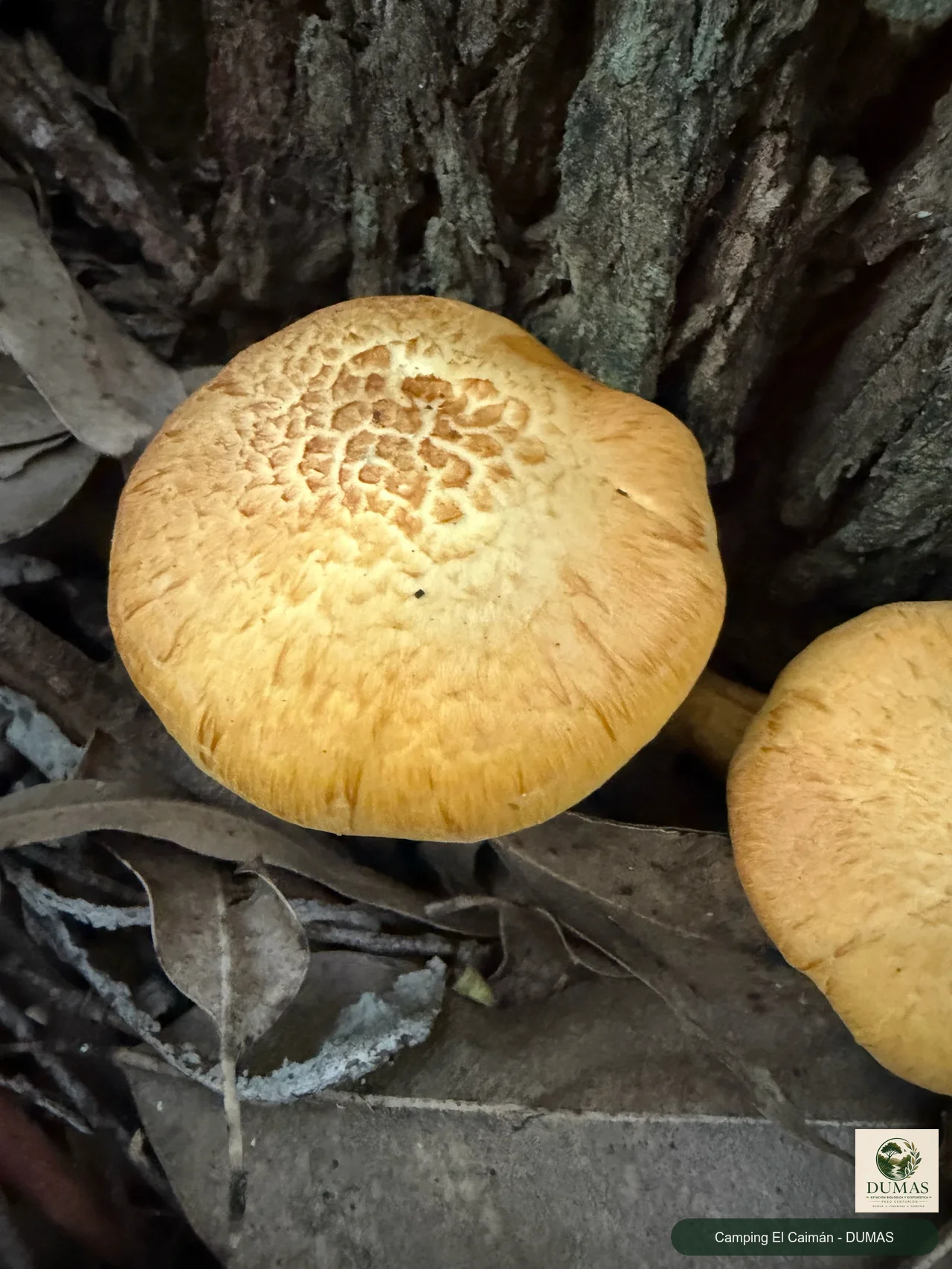 Registro fotográfico de Gymnopilus