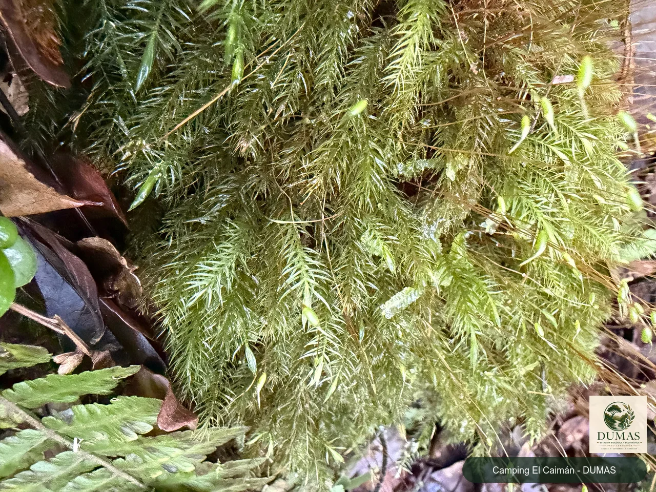 Registro fotográfico de Pyrrhobryum spiniforme