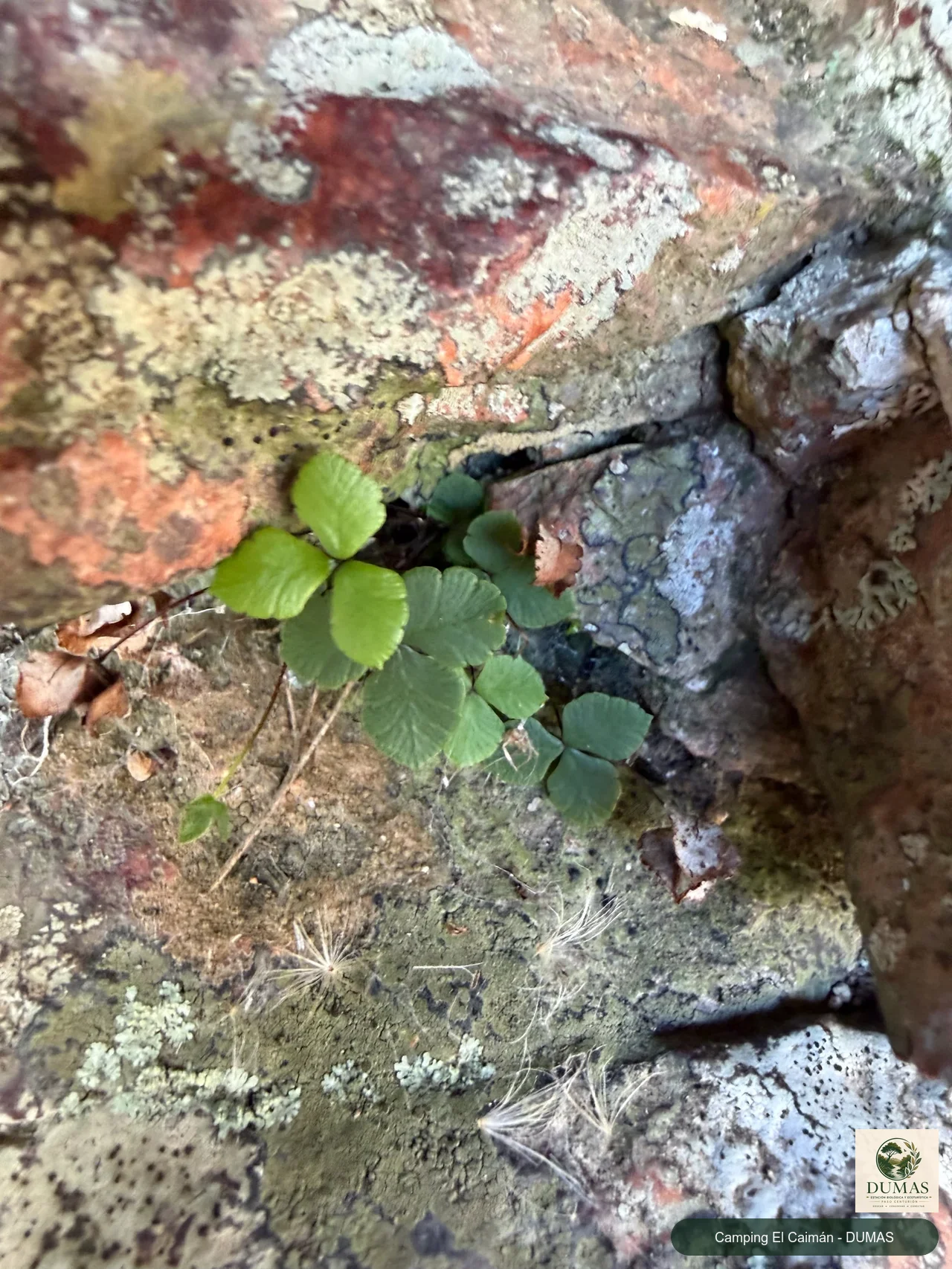 Registro fotográfico de Doryopteris triphylla