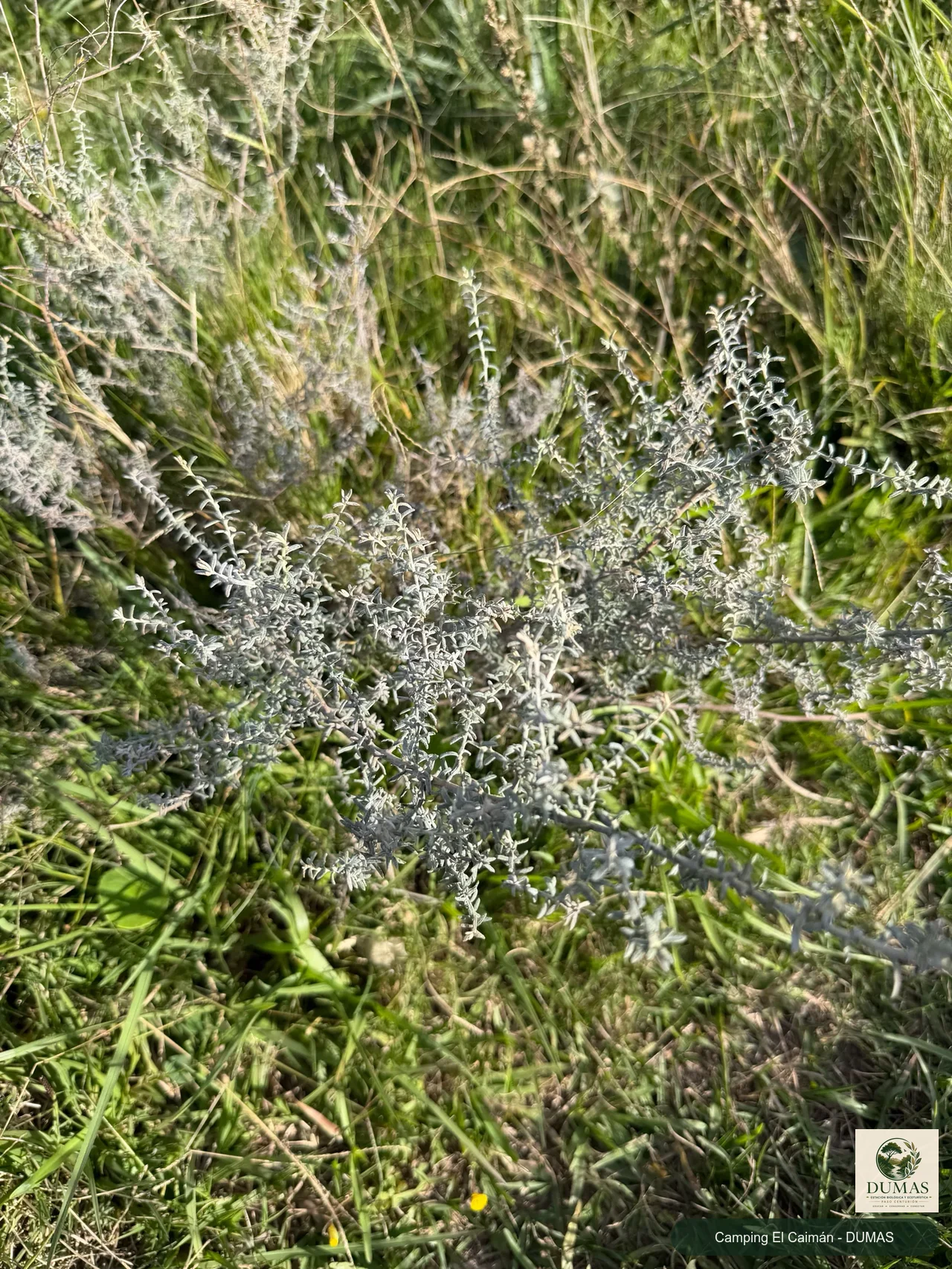 Registro fotográfico de Baccharis ochracea