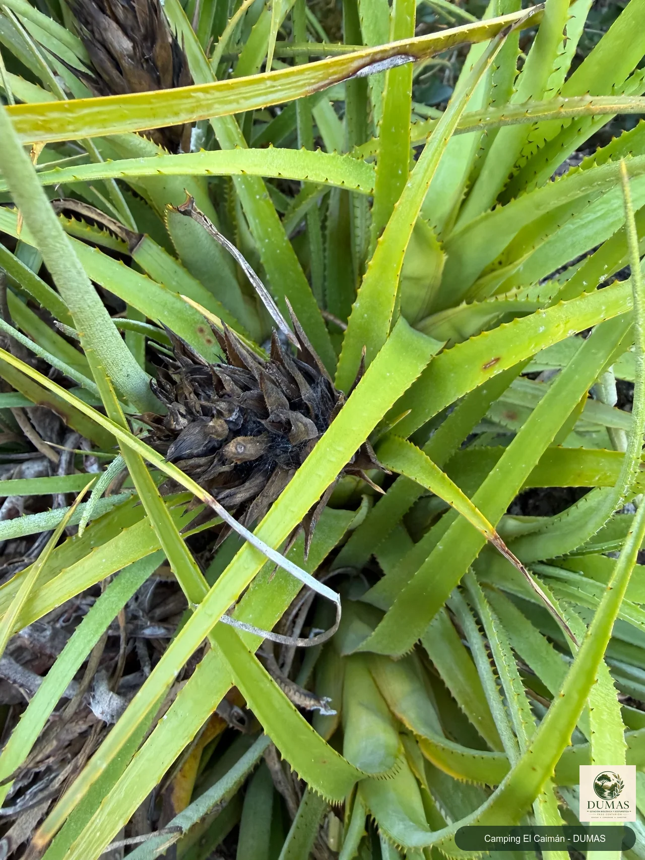 Registro fotográfico de Aechmea recurvata