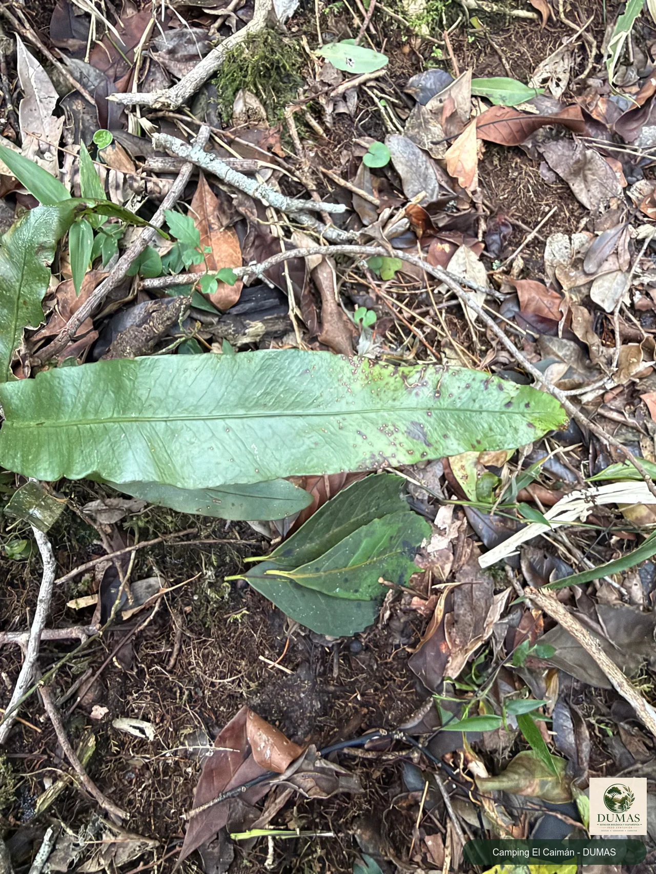 Registro fotográfico de Campyloneurum nitidum