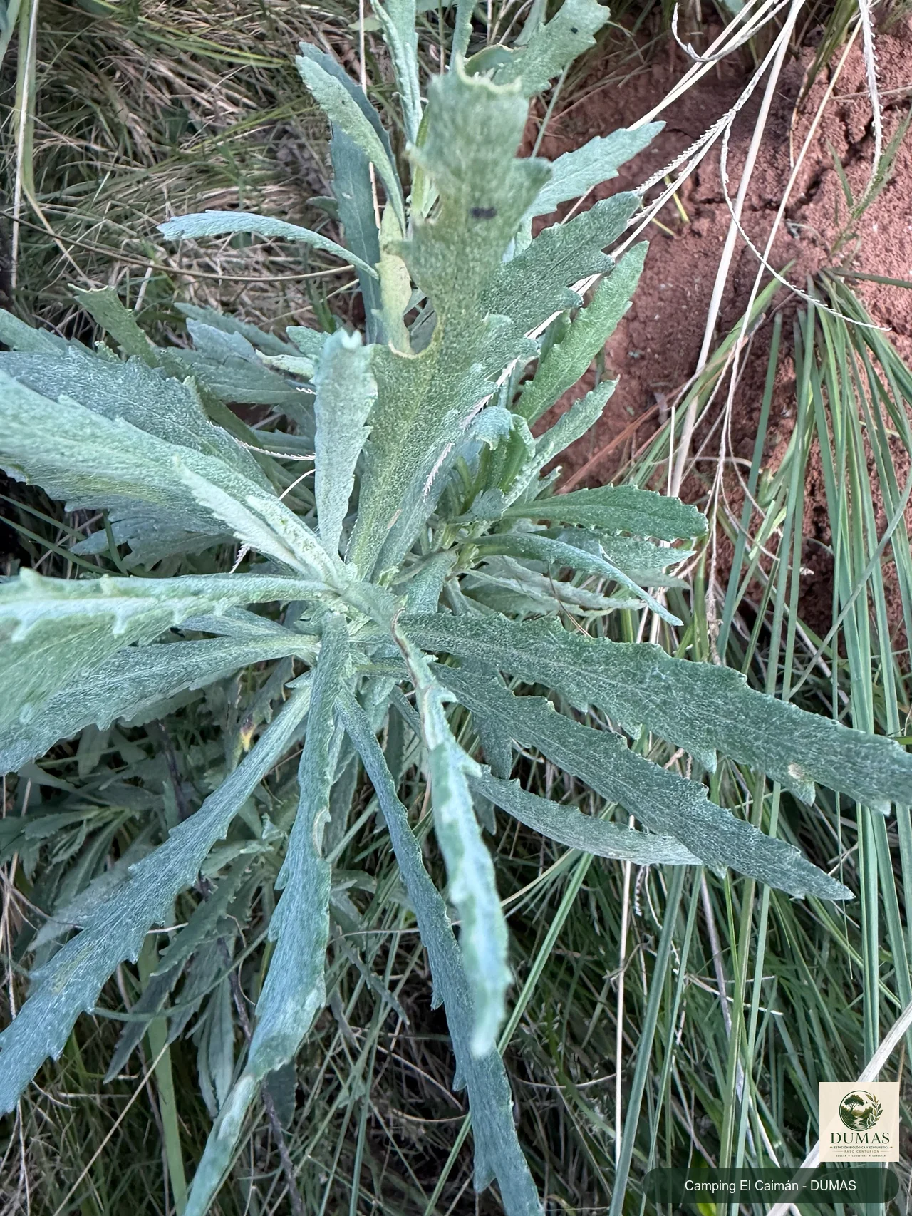 Registro fotográfico de Senecio heterotrichius