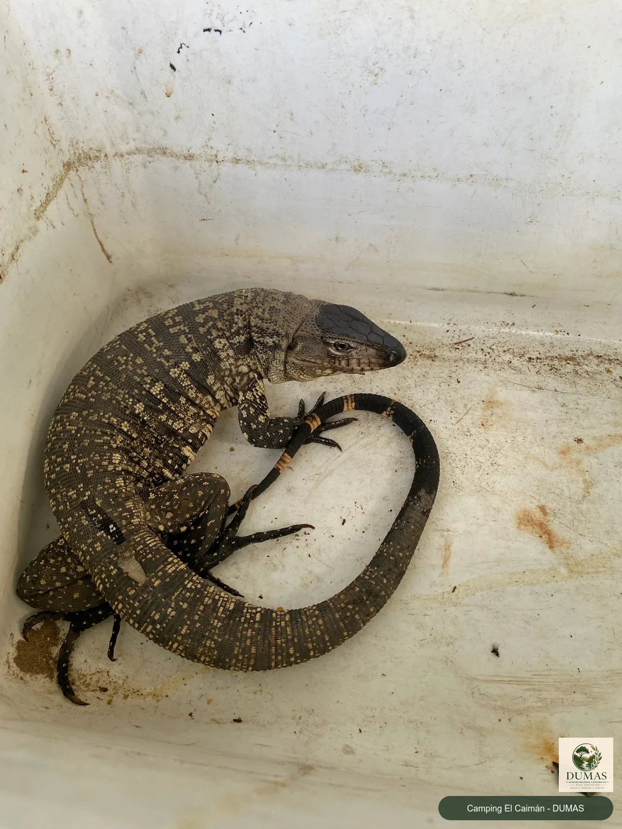 Registro fotográfico de Lagarto Overo