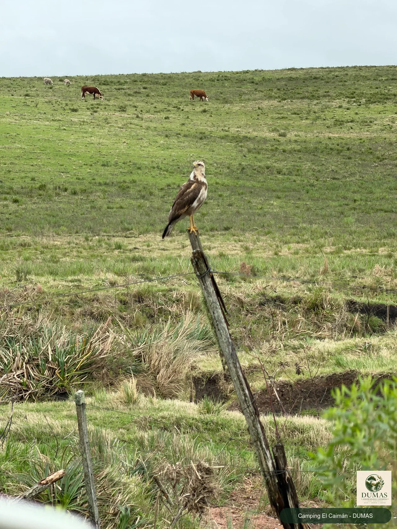 Registro fotográfico de Águila colorada