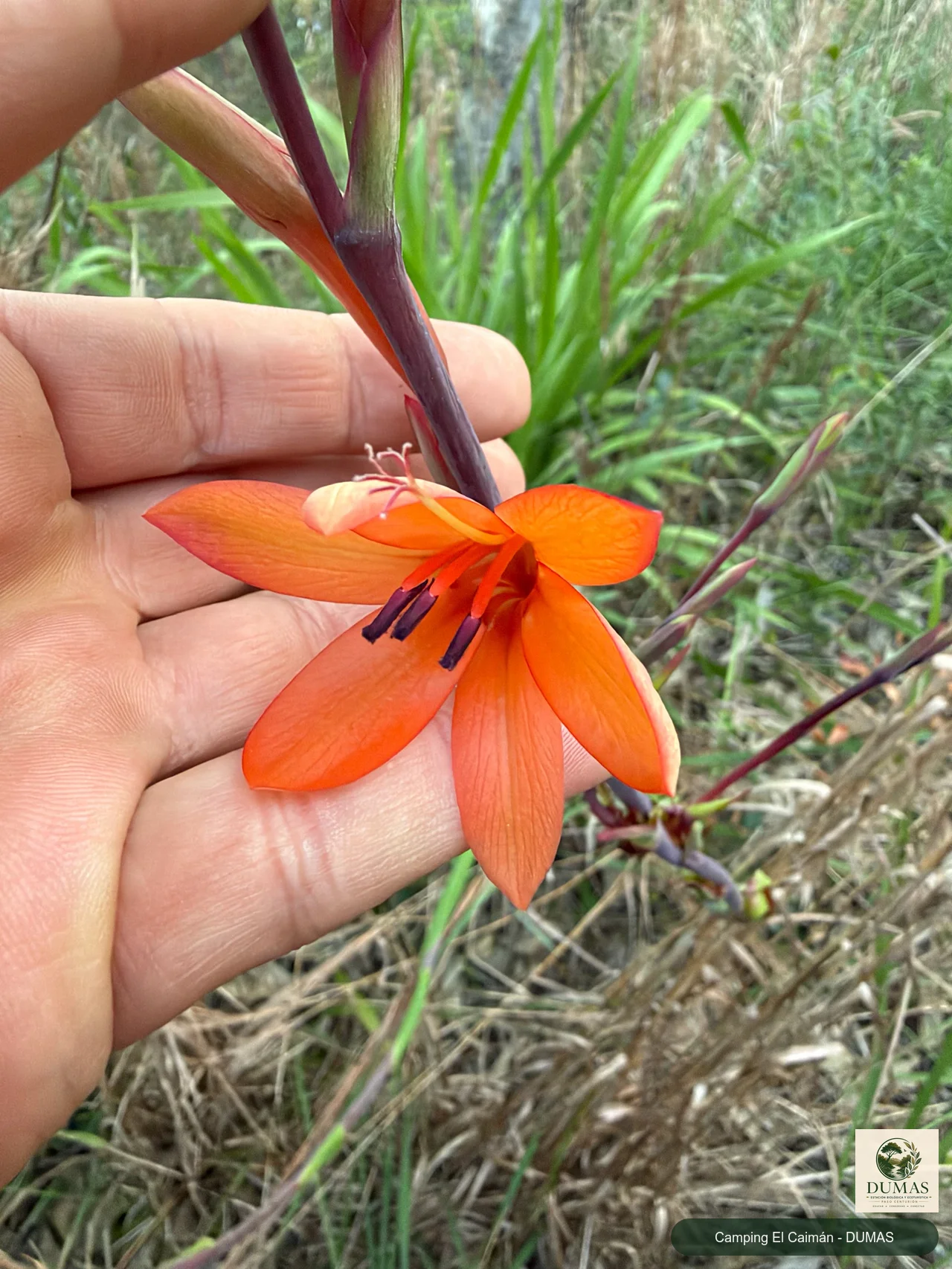 Registro fotográfico de Watsonia meriana