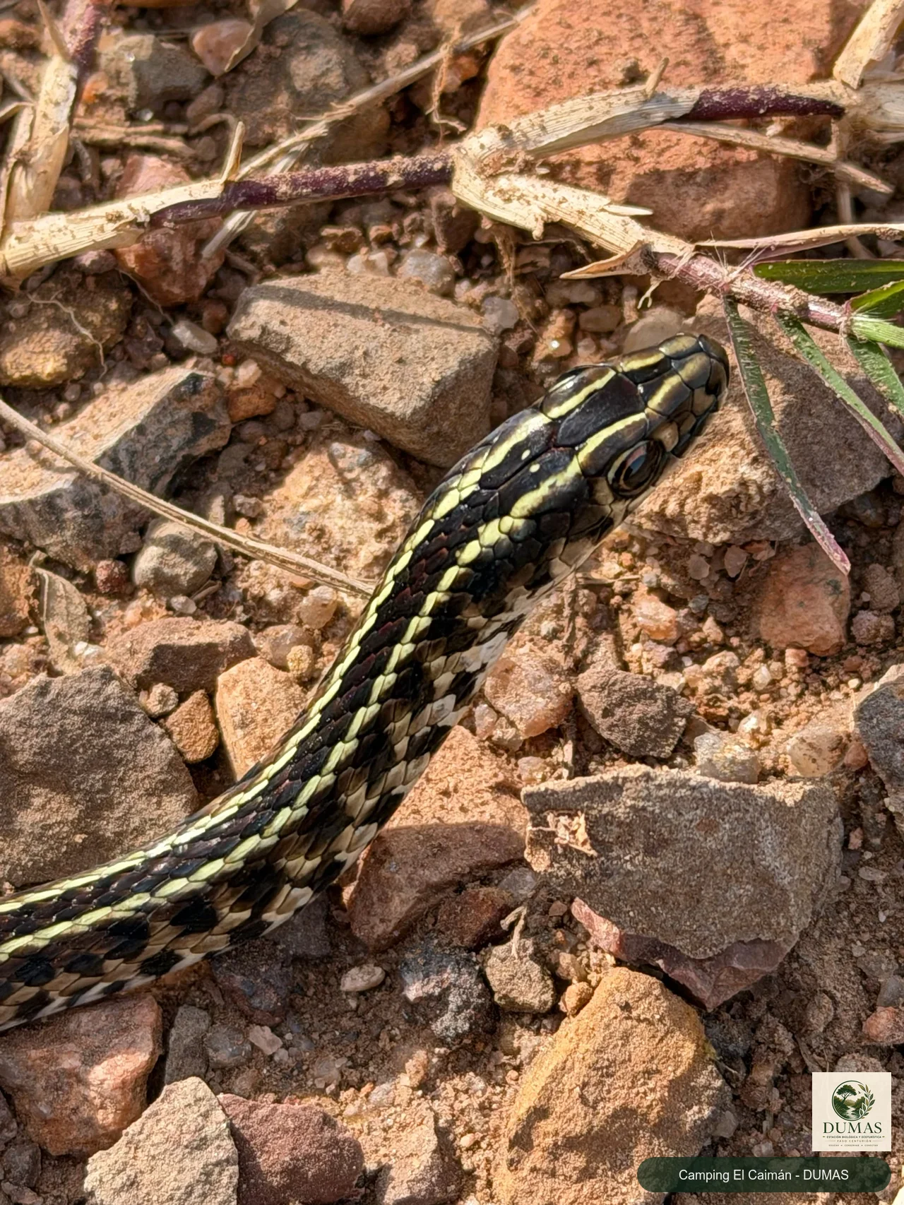 Registro fotográfico de Lygophis flavifrenatus
