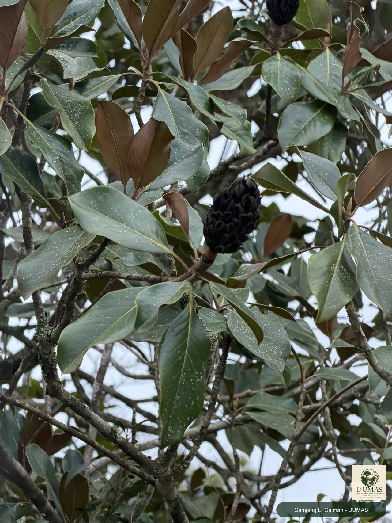 Registro fotográfico de Magnolia común