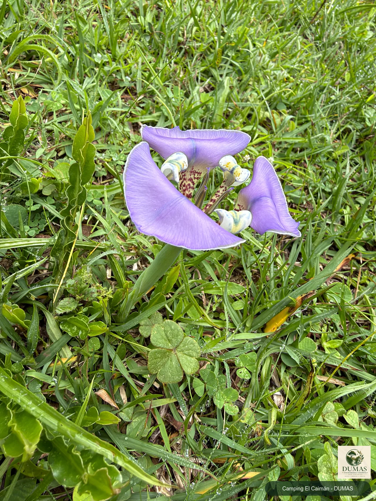 Registro fotográfico de Cypella unguiculata