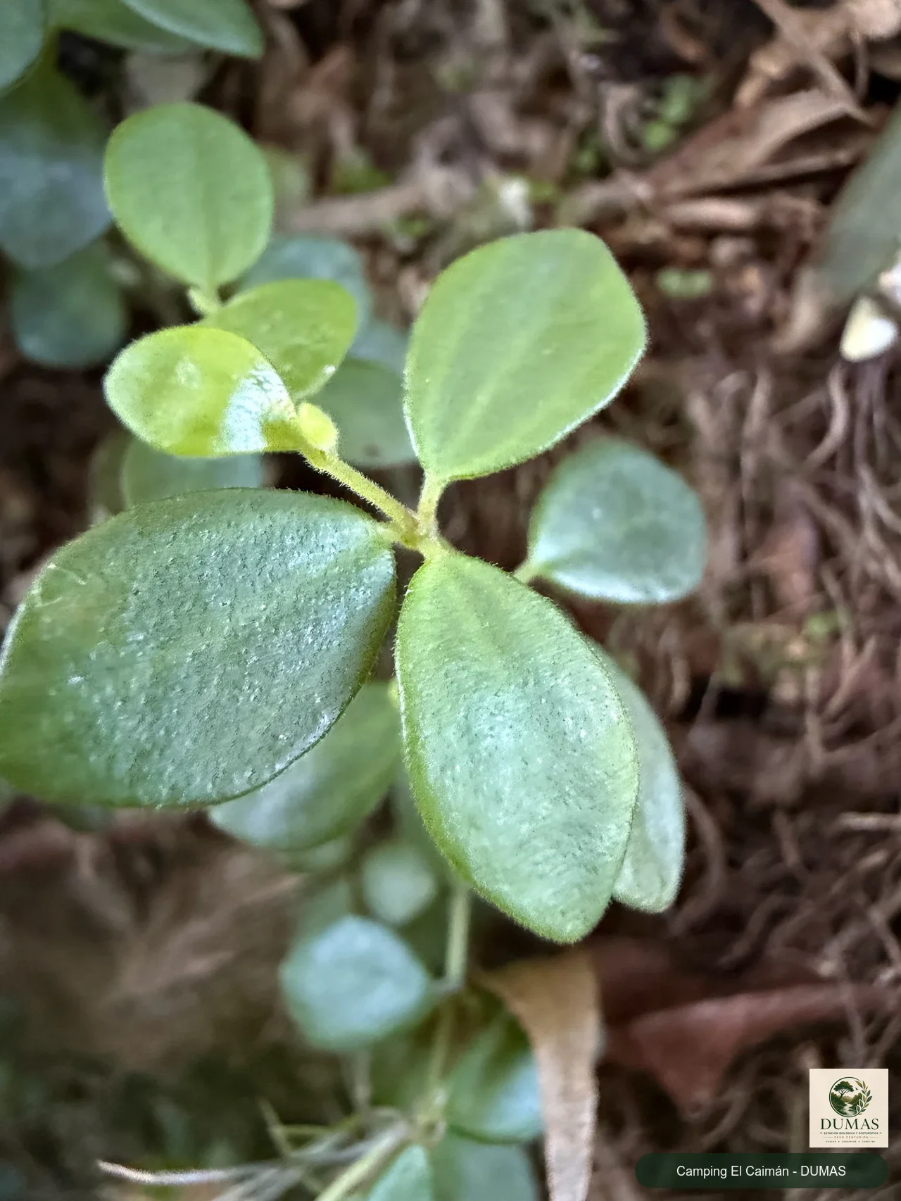 Registro fotográfico de Peperomia tetraphylla