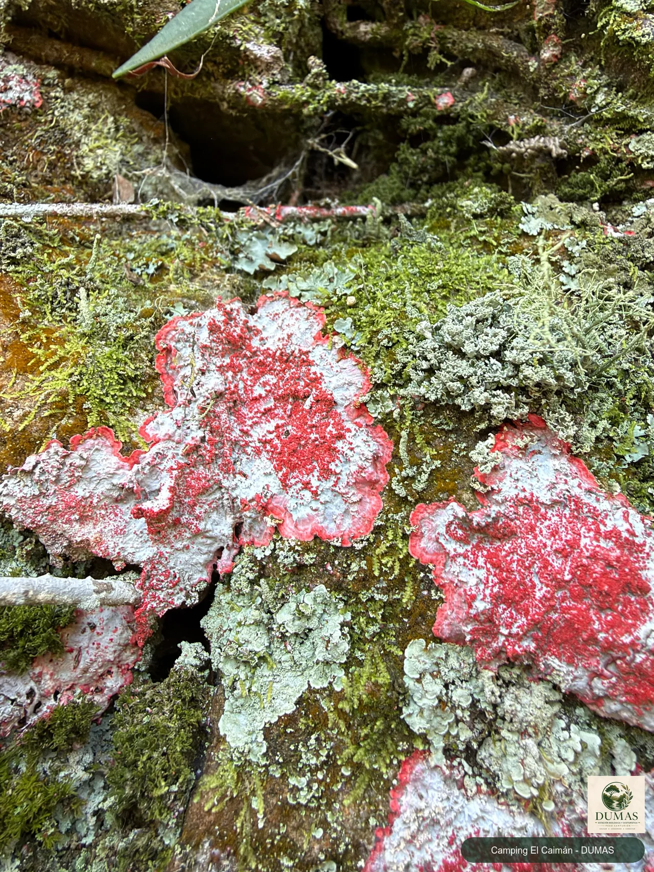 Registro fotográfico de Liquen de navidad