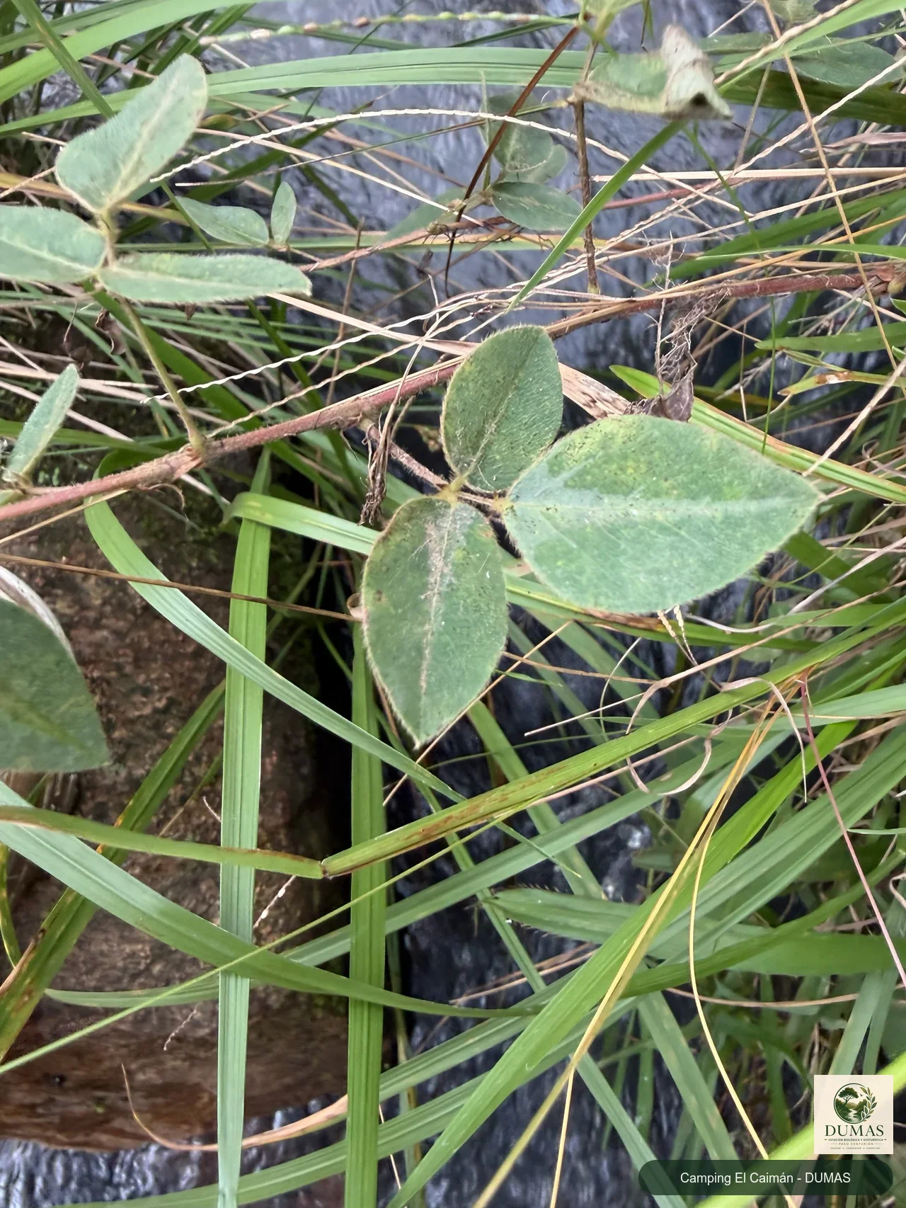 Registro fotográfico de Desmodium uncinatum
