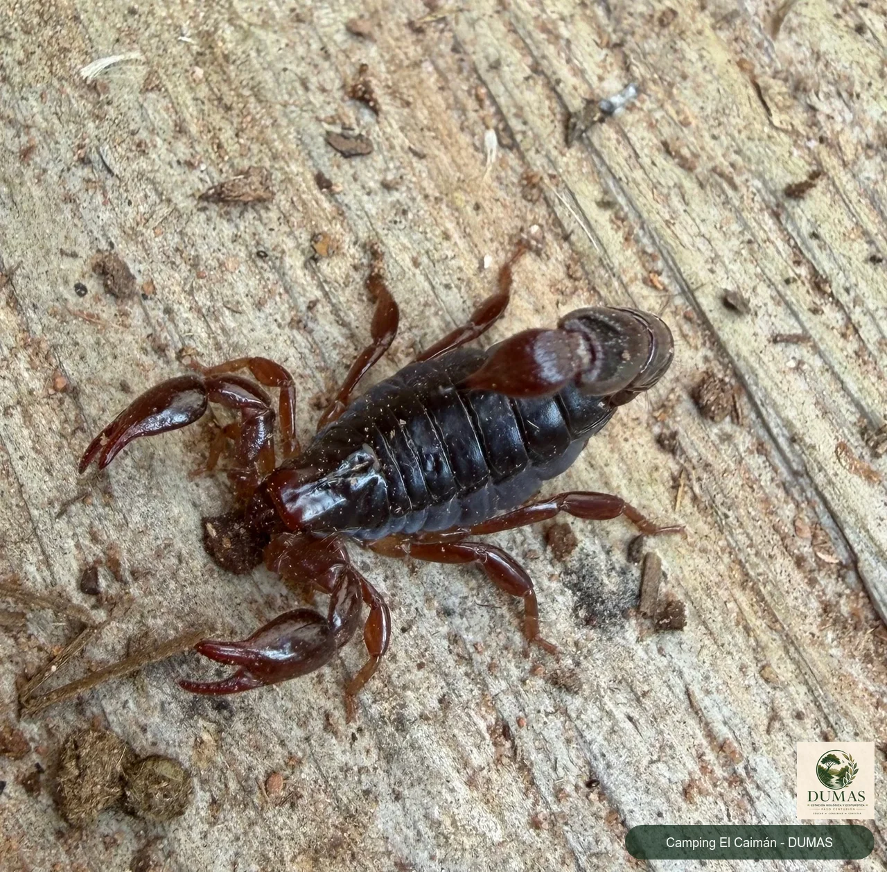 Registro fotográfico de Bothriurus bonariensis