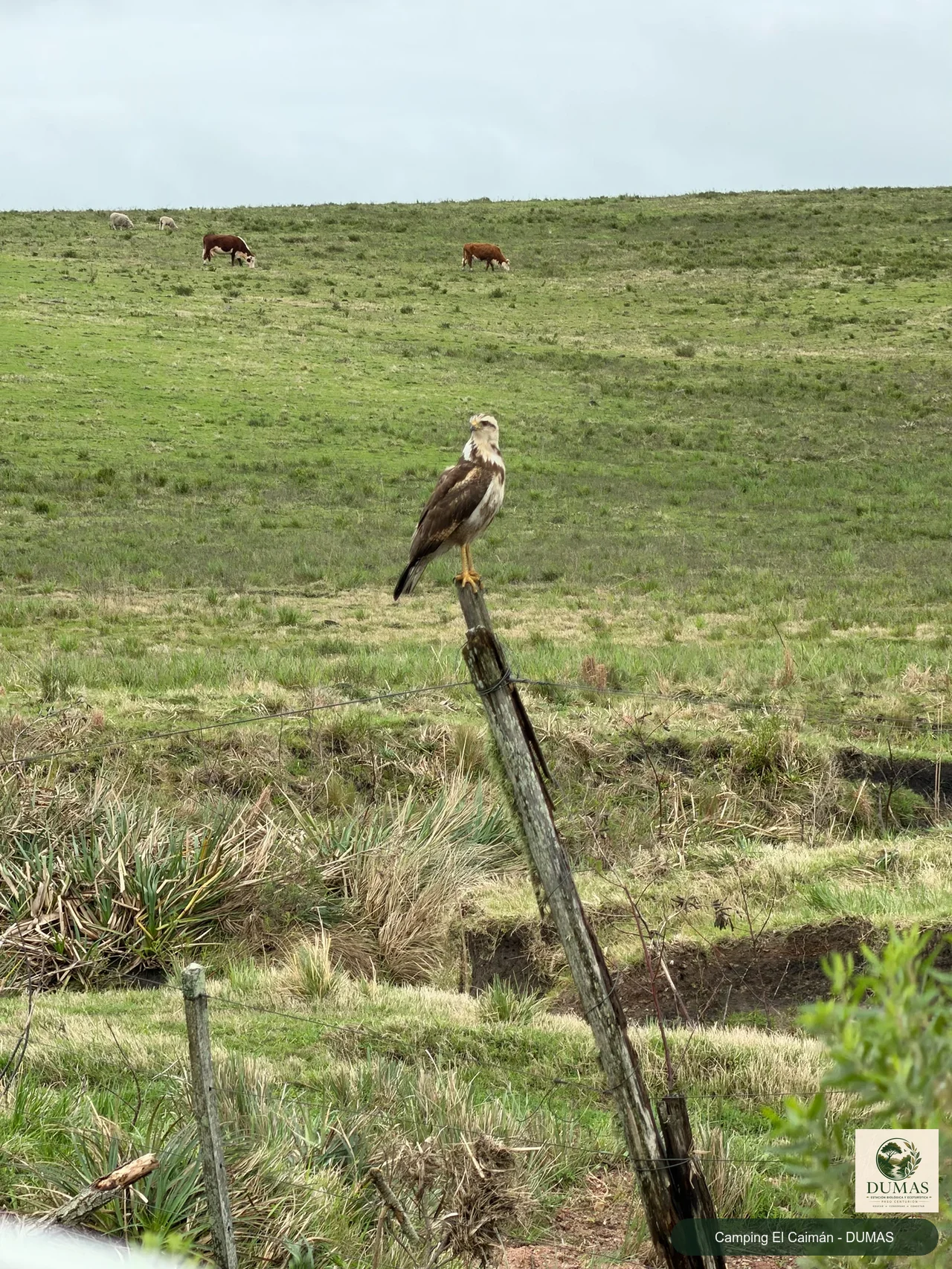 Registro fotográfico de Águila colorada