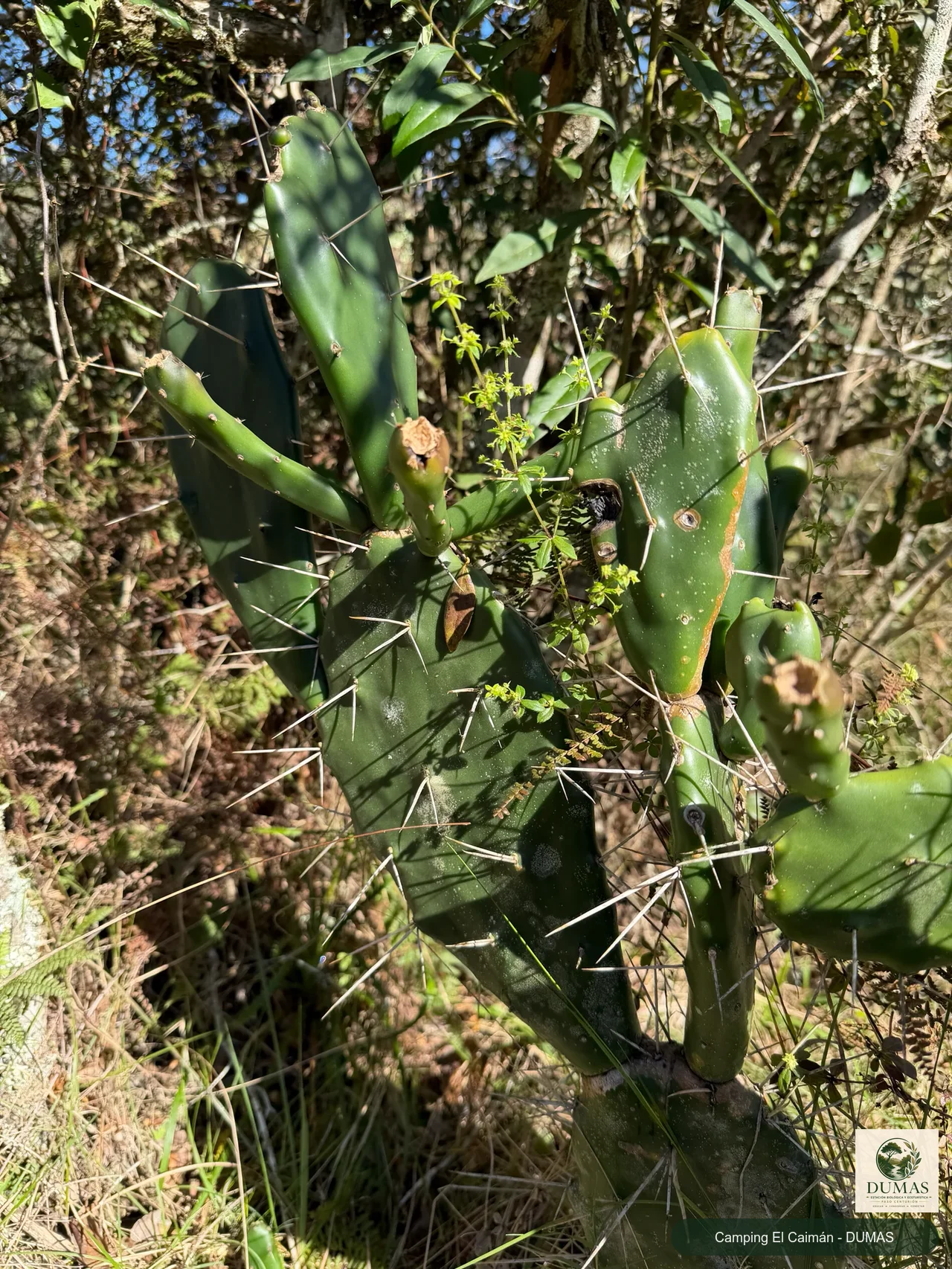 Registro fotográfico de Opuntia arechavaletae