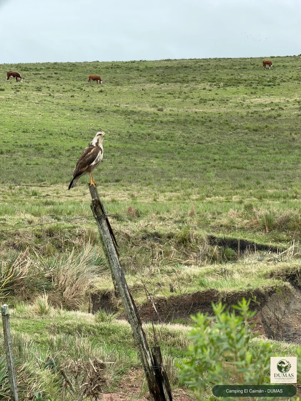 Registro fotográfico de Águila colorada