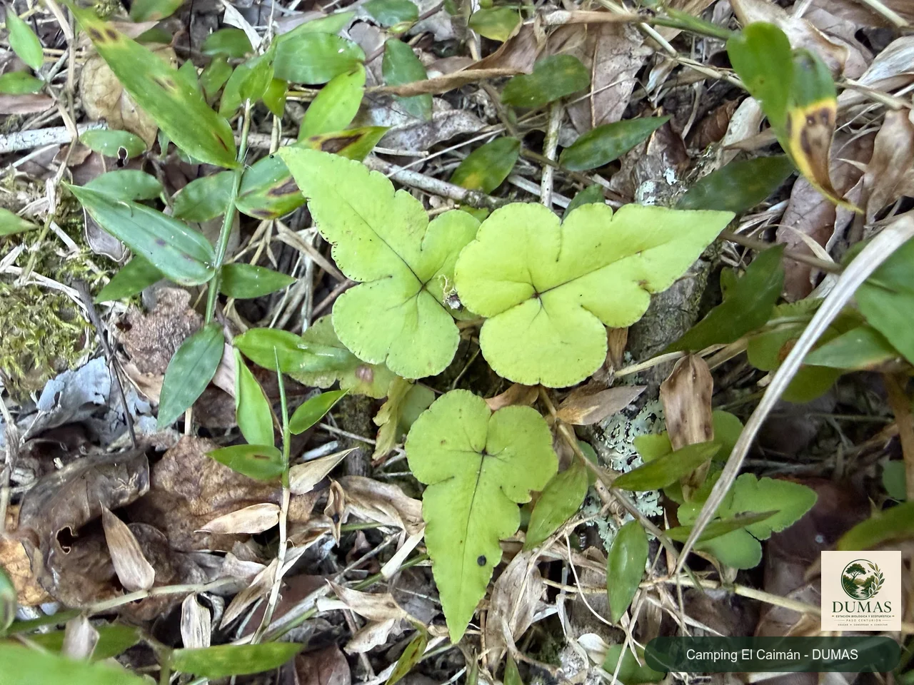 Registro fotográfico de Doryopteris