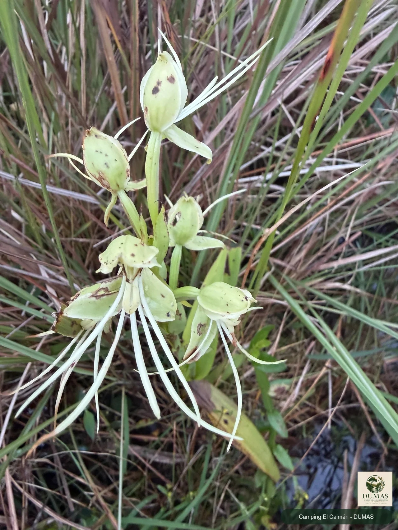 Registro fotográfico de Habenaria gourlieana