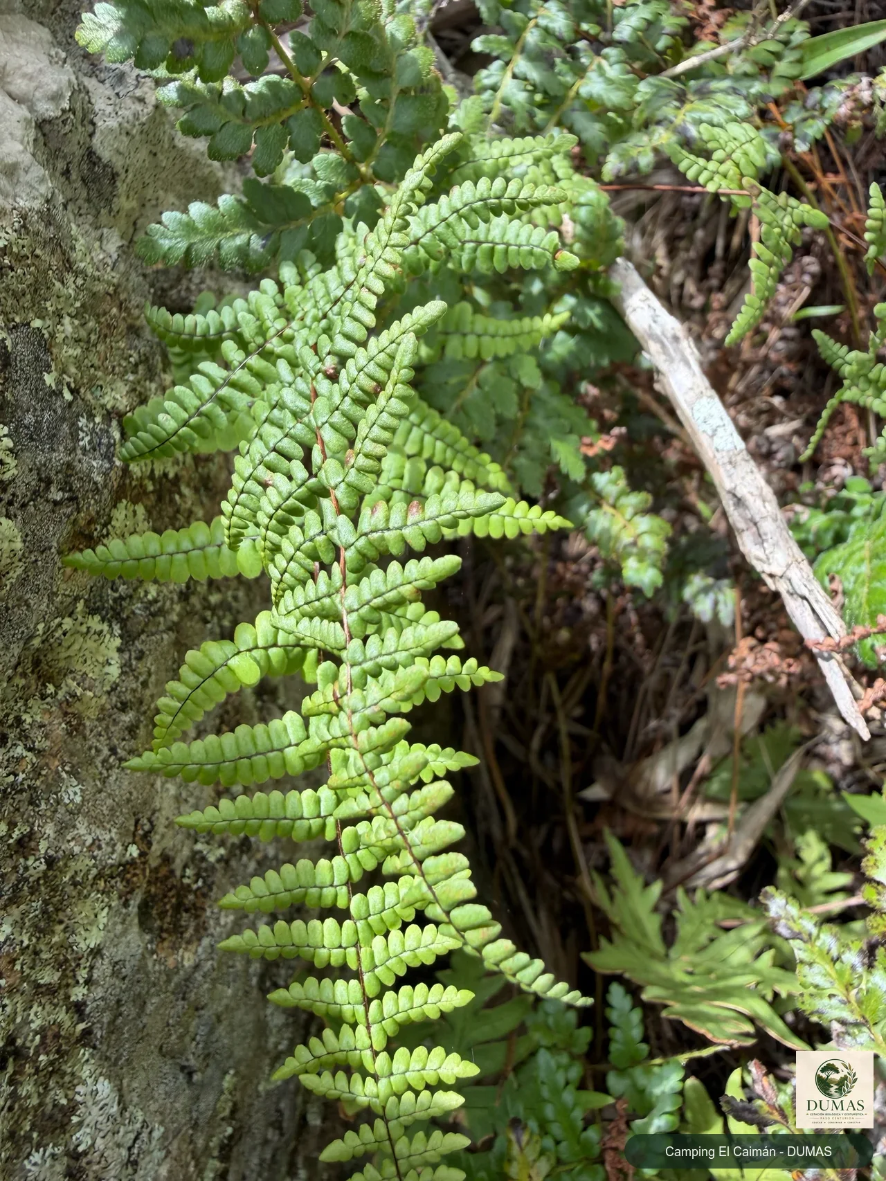Registro fotográfico de Adiantopsis chlorophylla