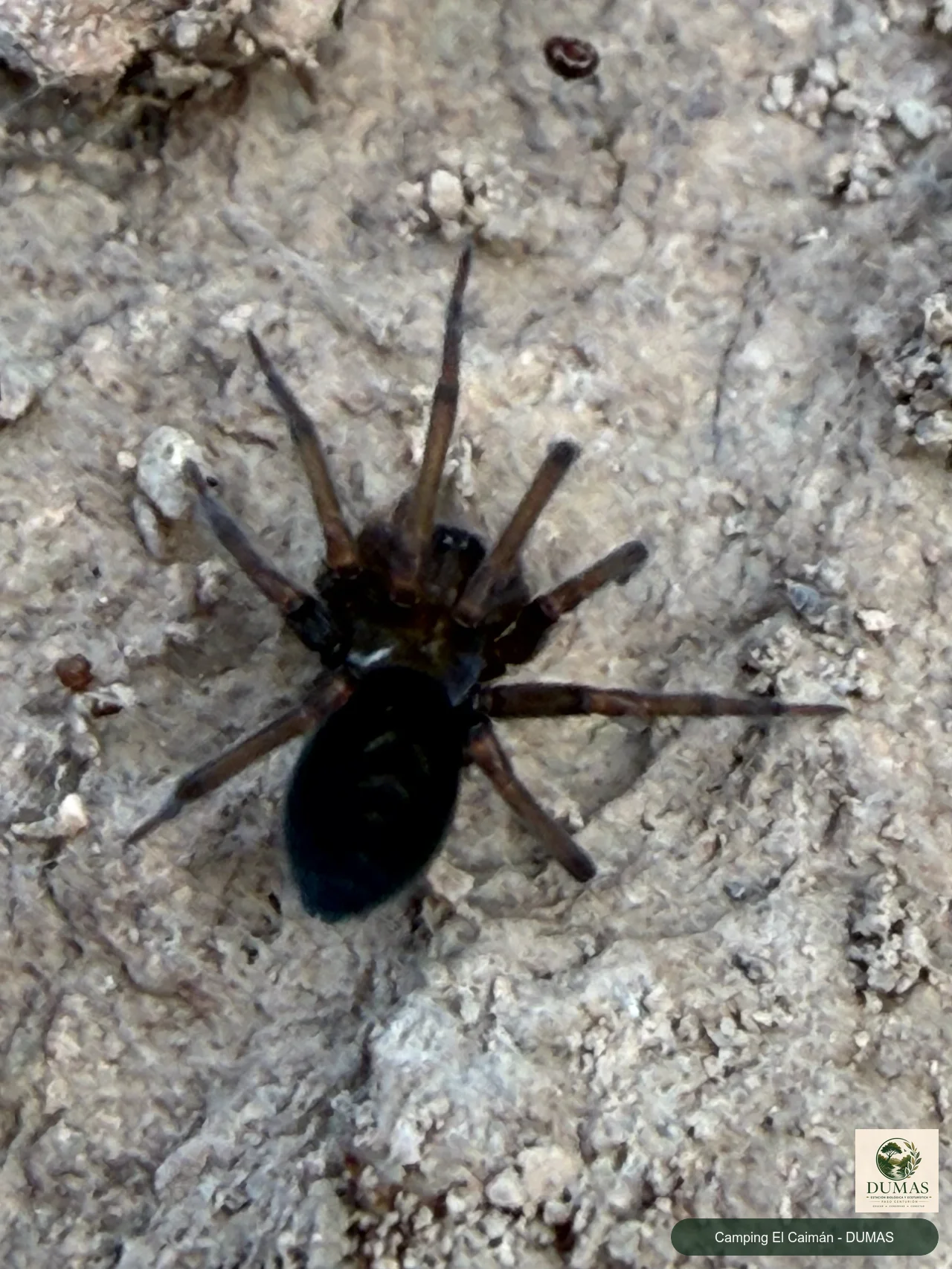 Registro fotográfico de Araña tejedora sudamericana