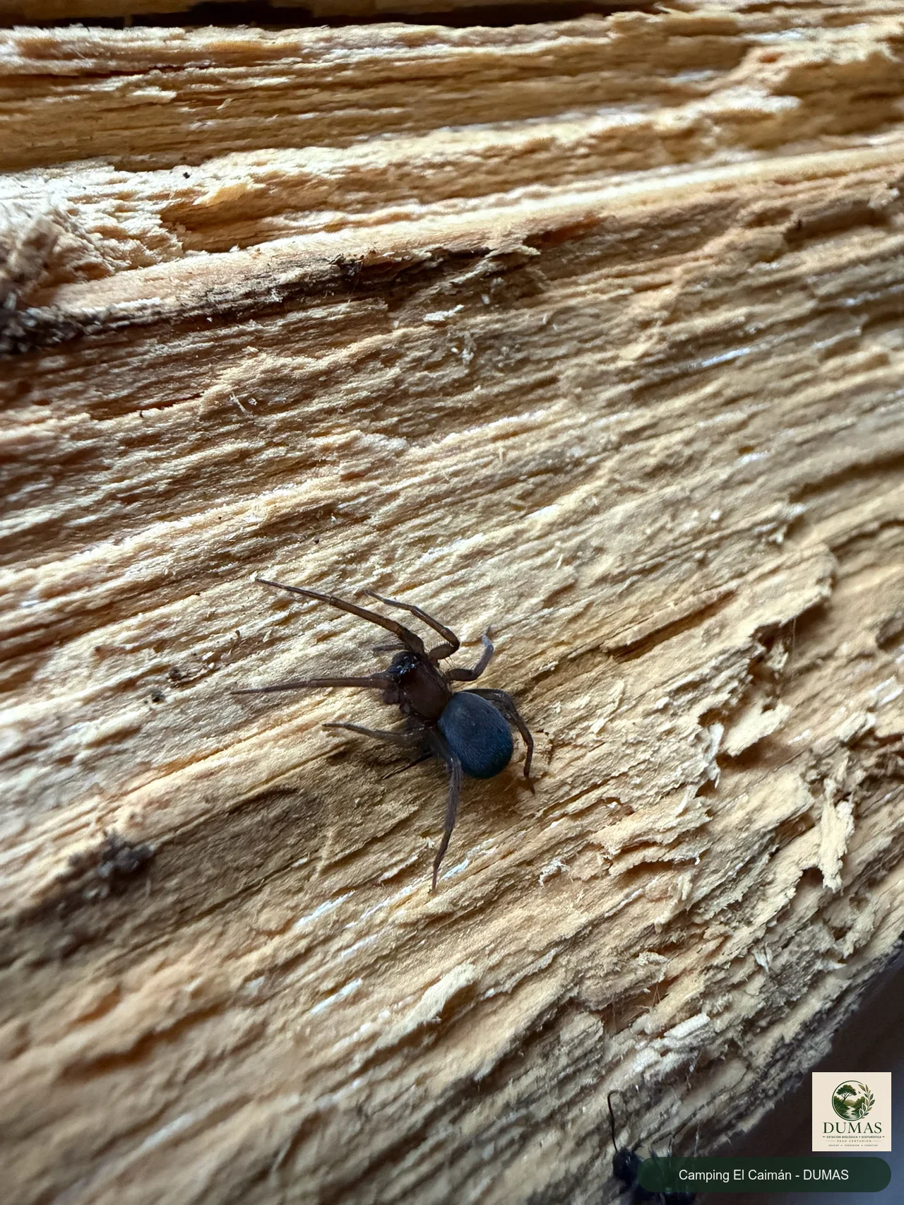 Registro fotográfico de Araña tejedora sudamericana