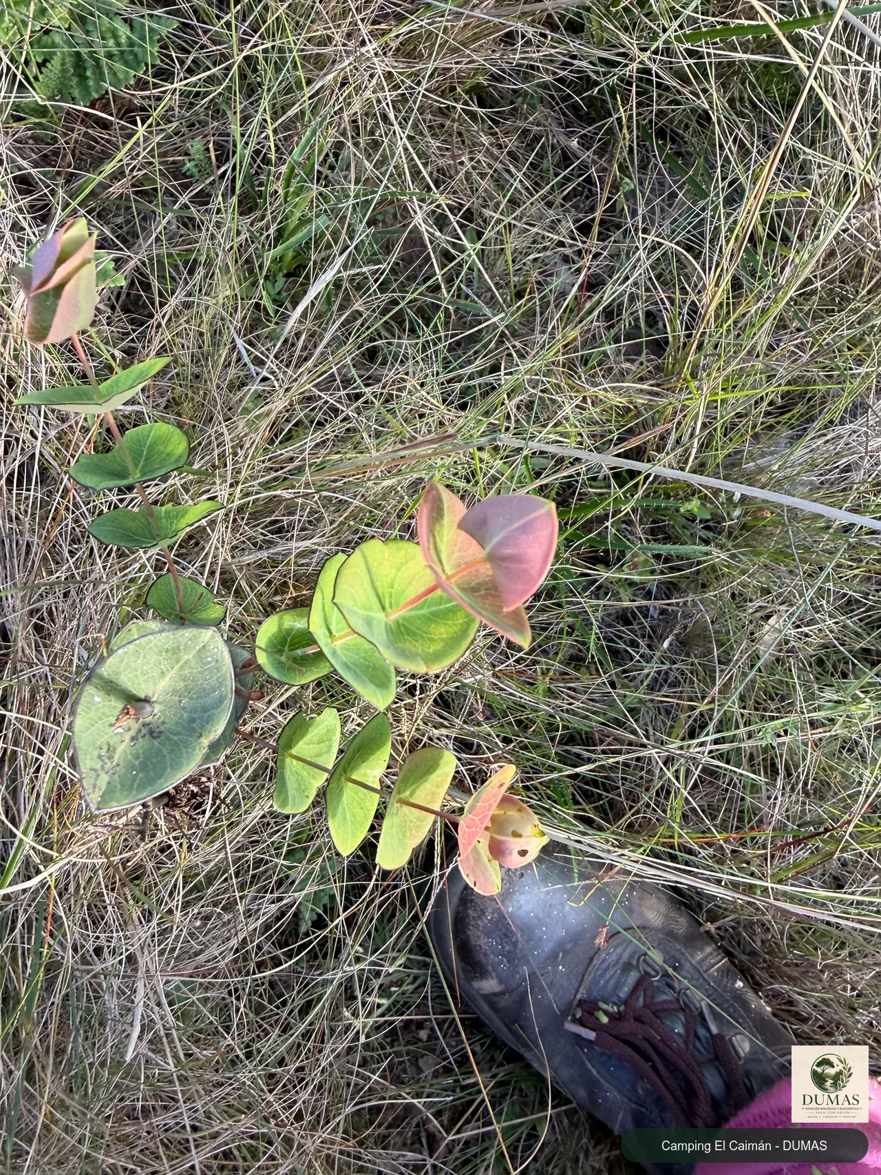 Registro fotográfico de Hypericum connatum