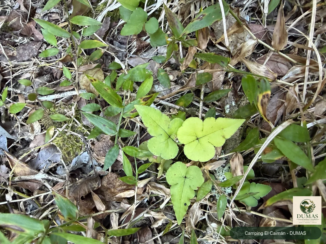 Registro fotográfico de Doryopteris