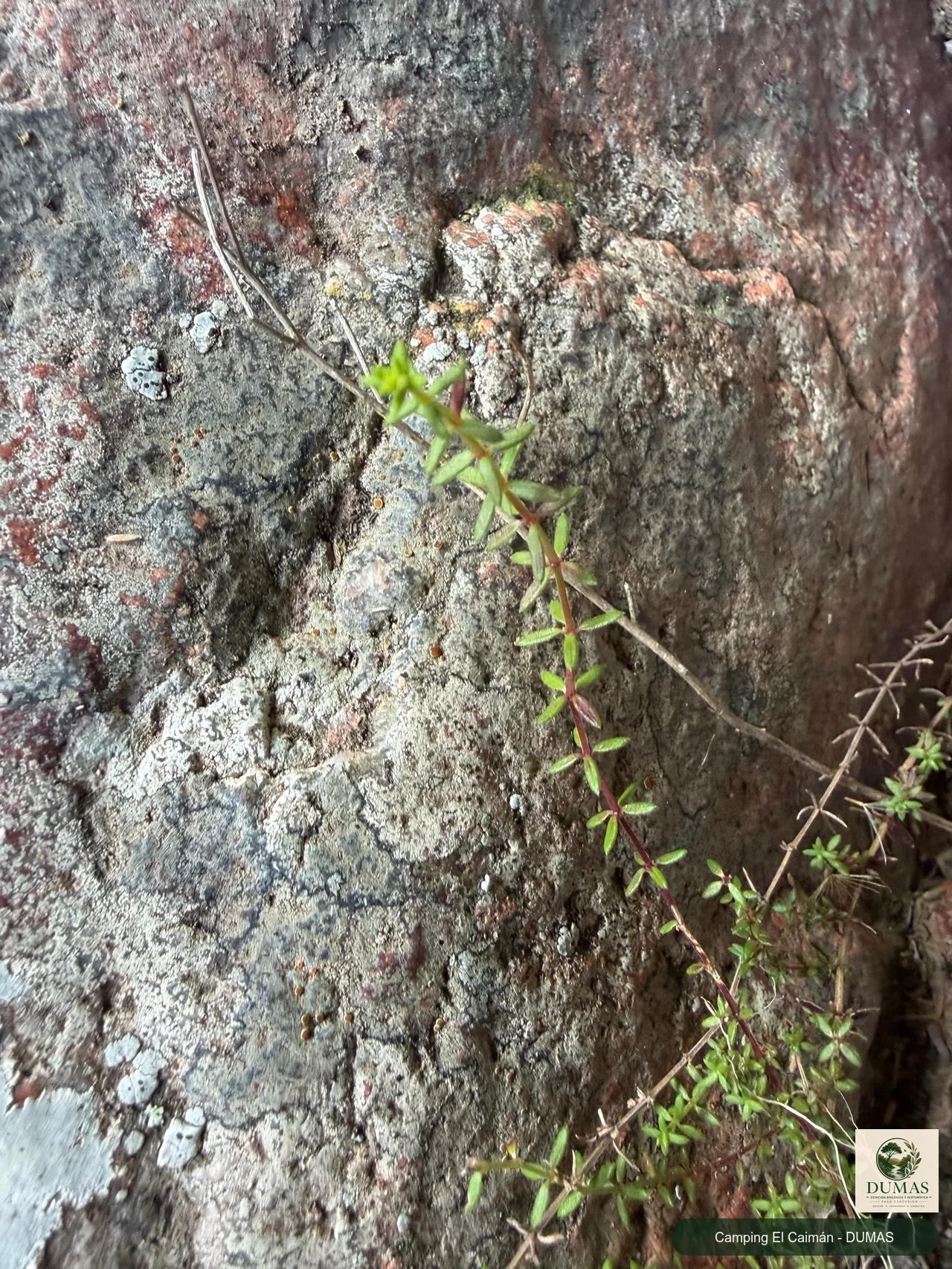 Registro fotográfico de galios o cuajaleches