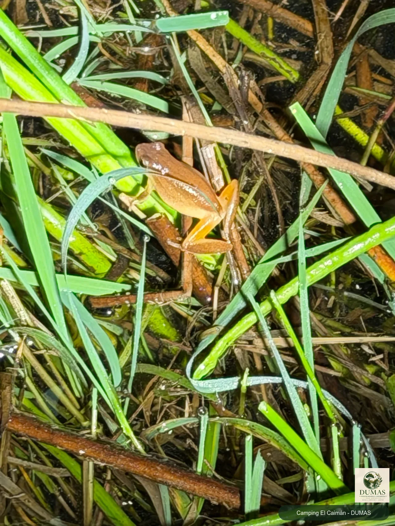 Registro fotográfico de Dendropsophus sanborni