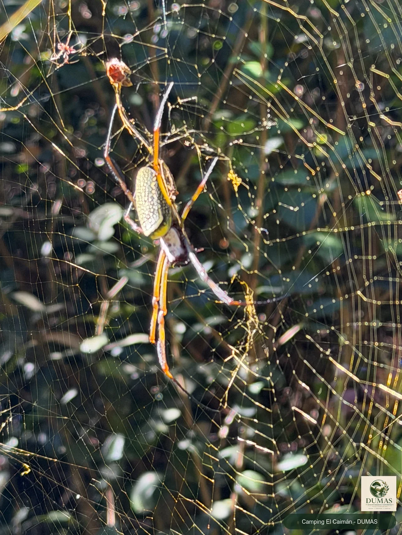 Registro fotográfico de Araña de seda dorada