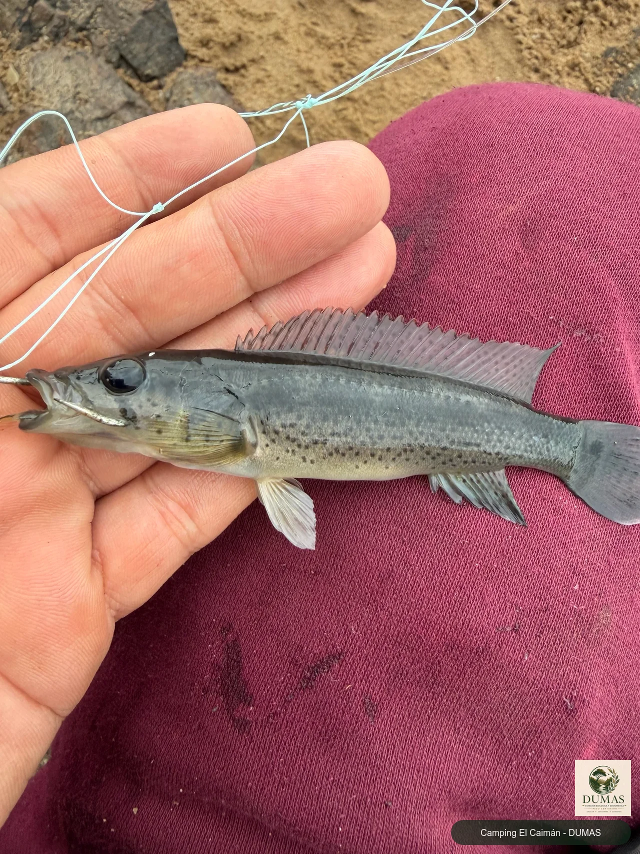 Registro fotográfico de Crenicichla punctata