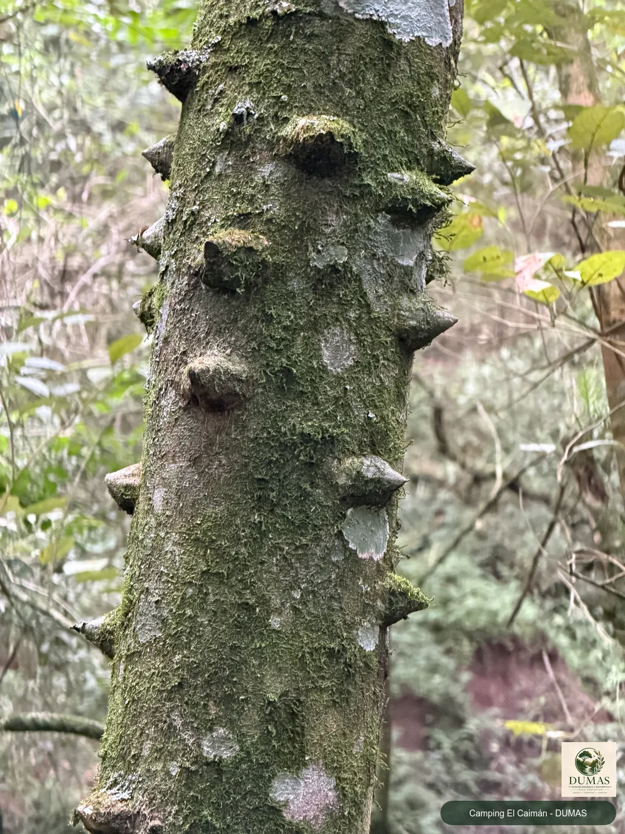 Registro fotográfico de Zanthoxylum