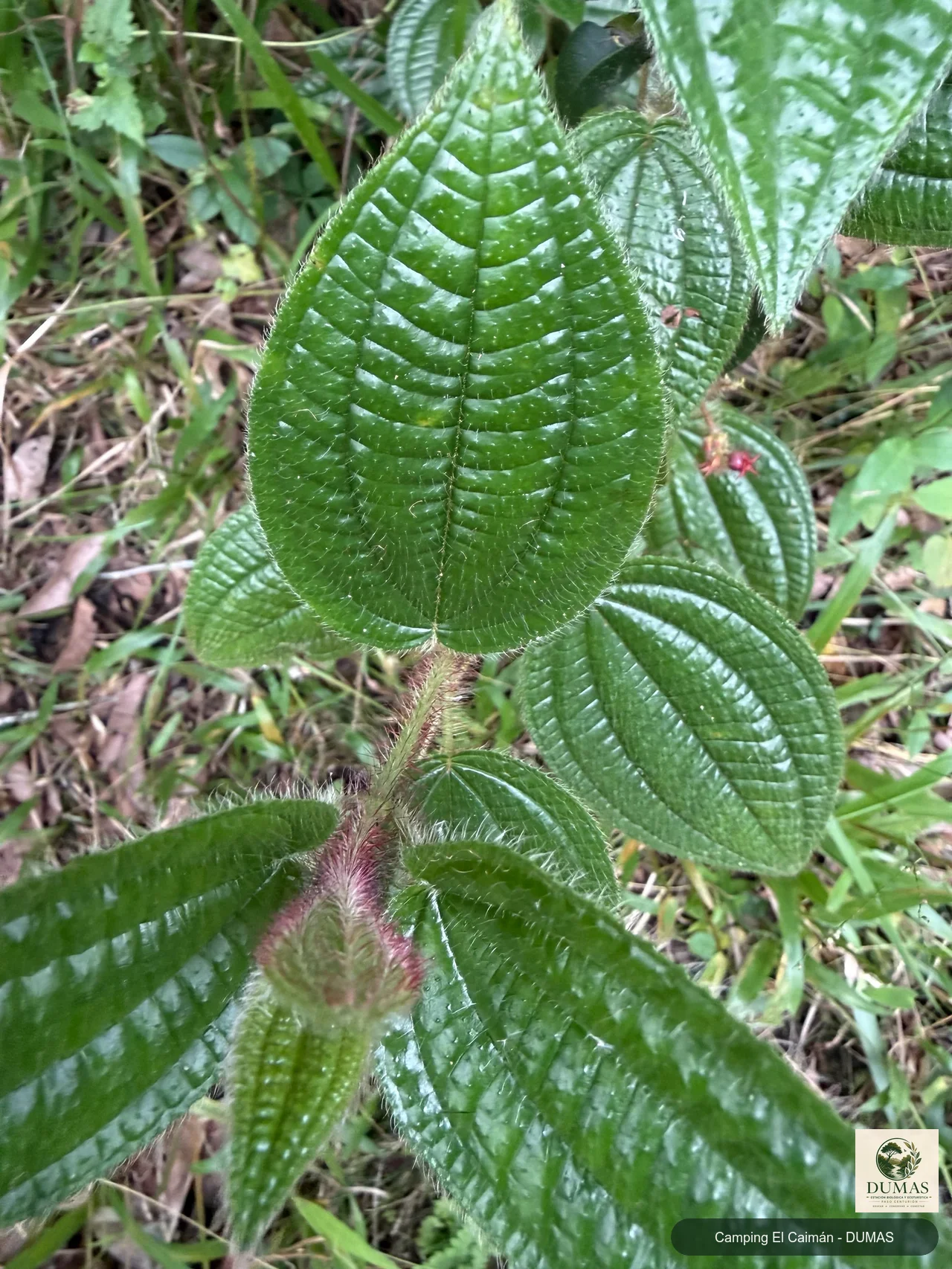 Registro fotográfico de Miconia australis