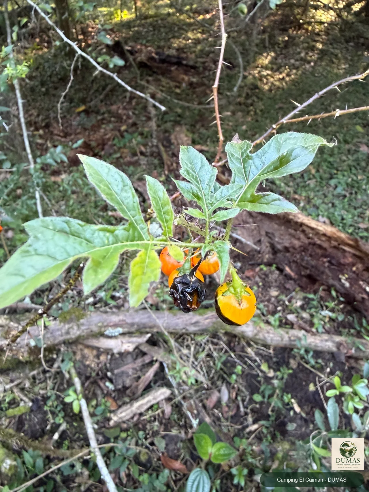 Registro fotográfico de Solanum atropurpureum