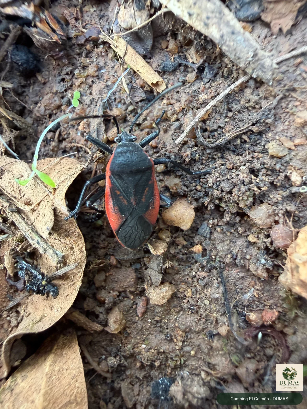 Registro fotográfico de Largus rufipennis