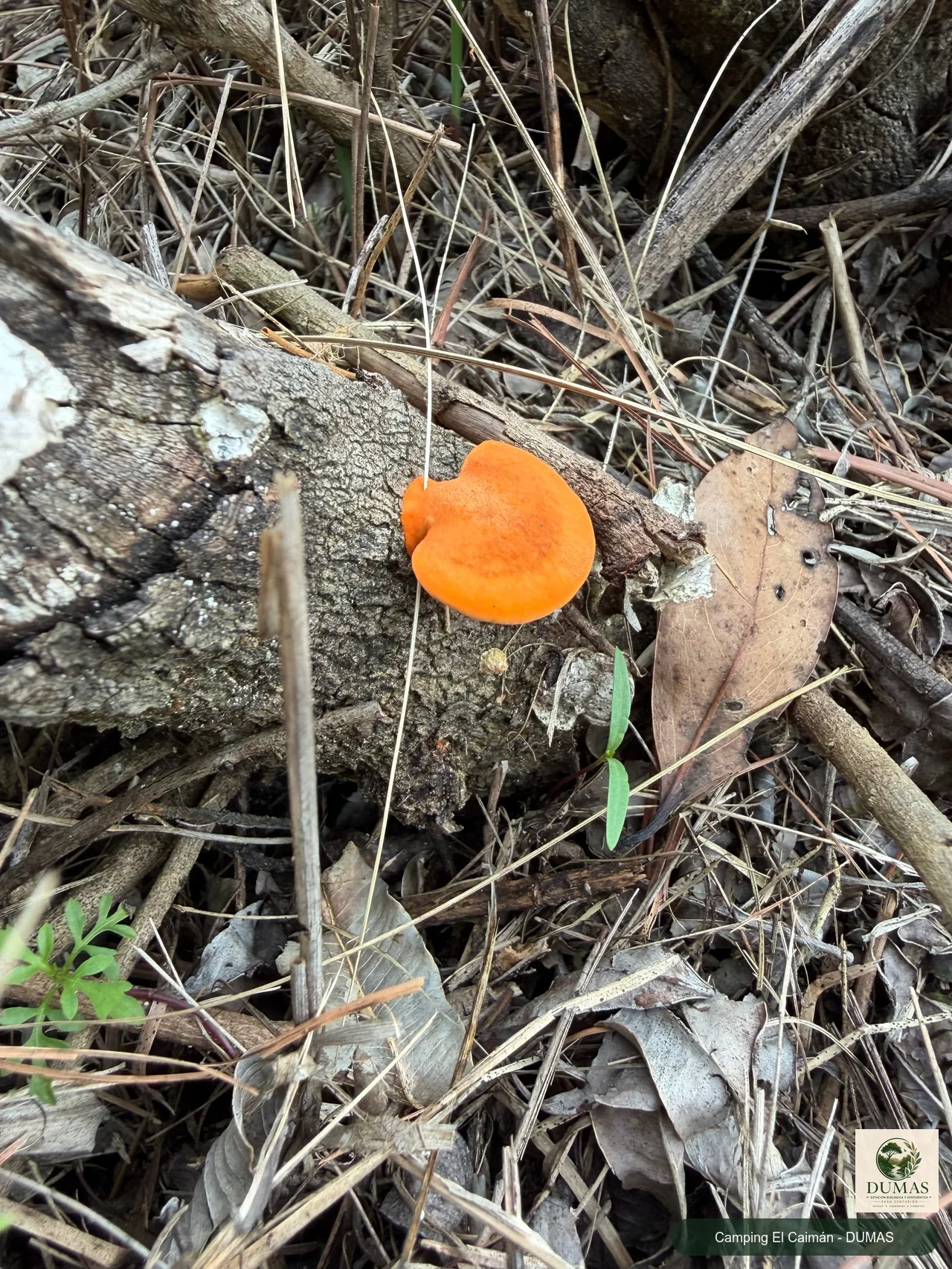 Registro fotográfico de Hongo de repisa naranja