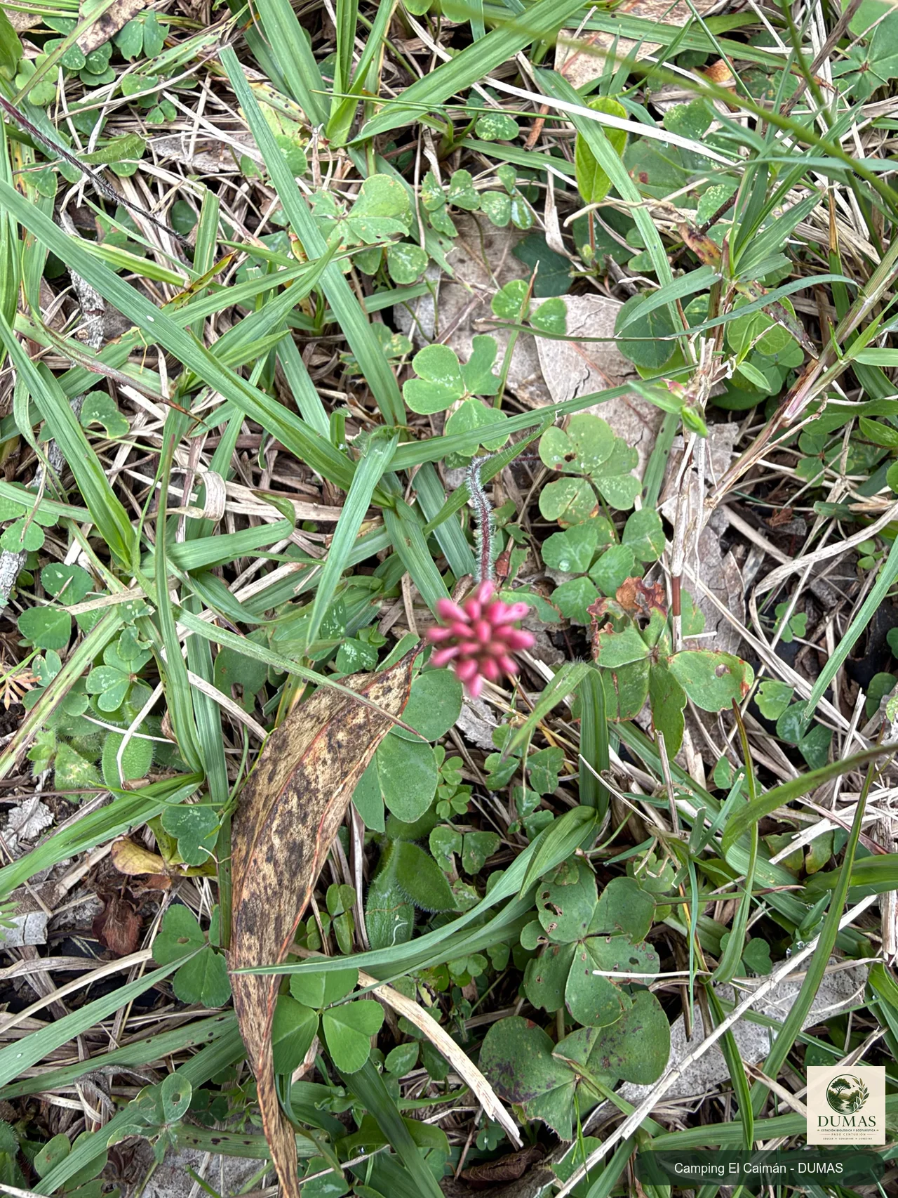 Registro fotográfico de Trifolium polymorphum