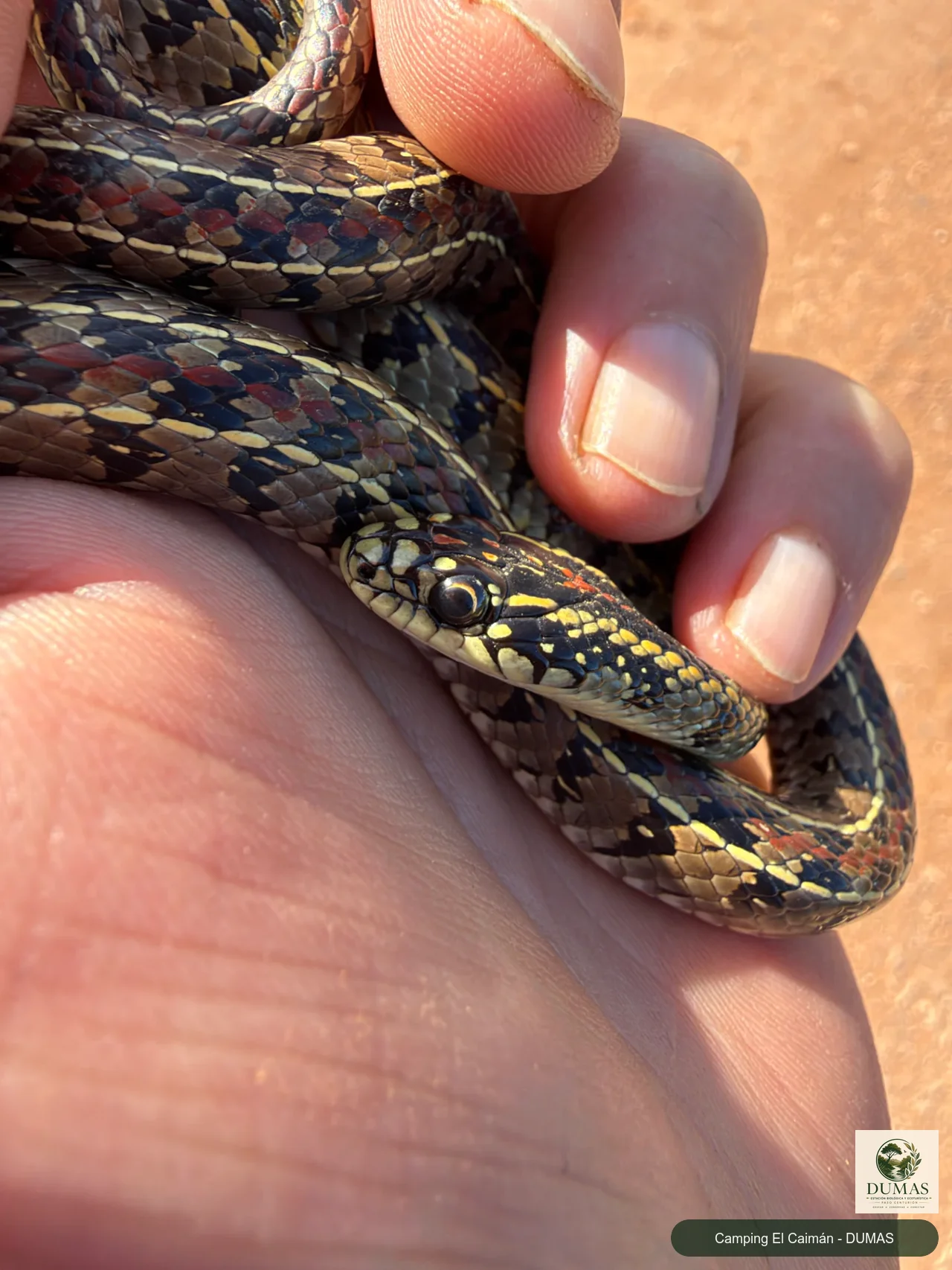 Culebra sostenida en una mano durante una observación de campo.