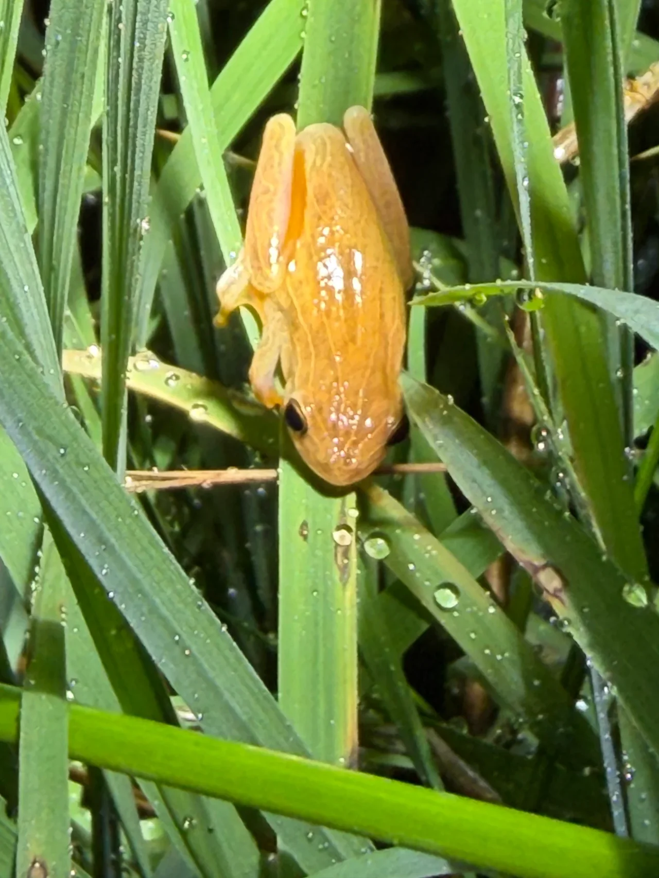 Foto del paseo Observación nocturna de anfibios y fauna asociada