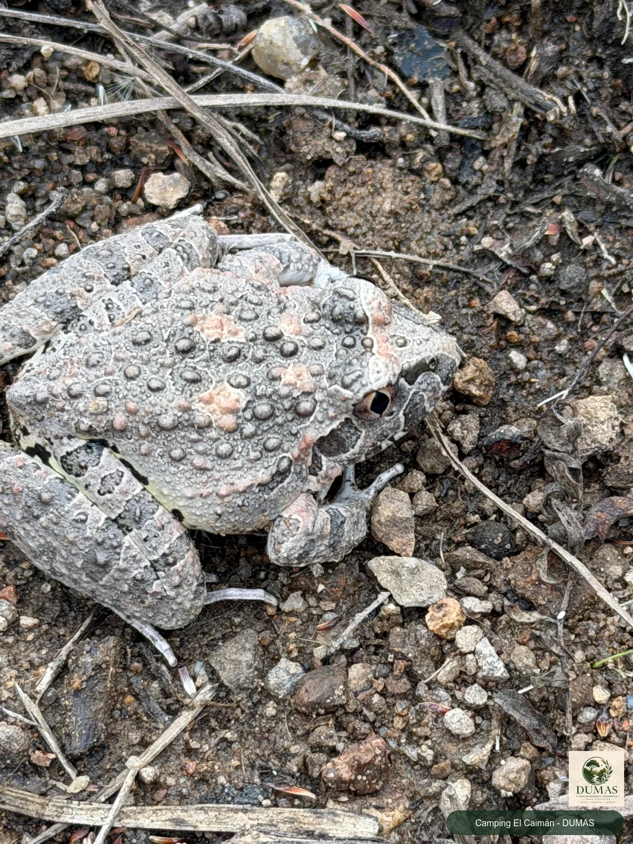 Registro fotográfico de Ranita de las piedras