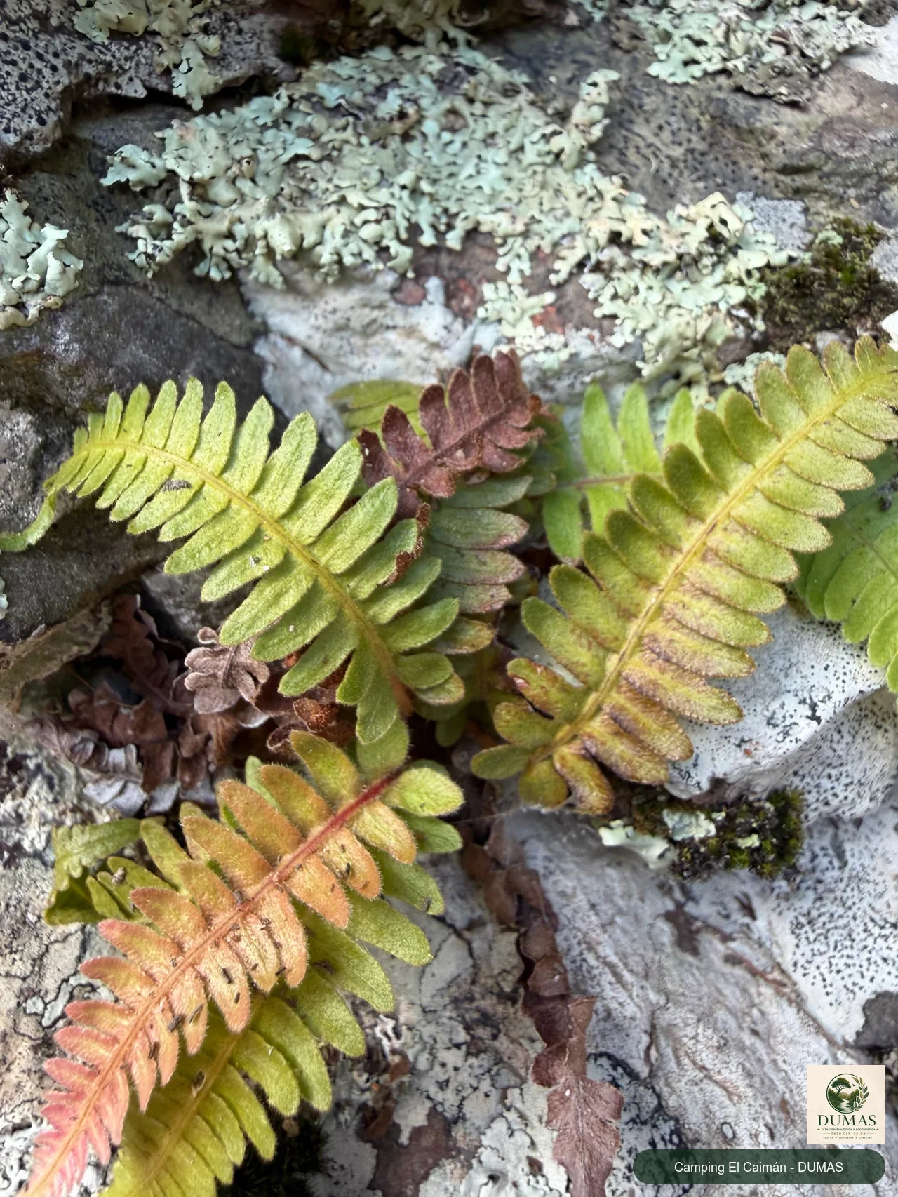 Registro fotográfico de Blechnum laevigatum