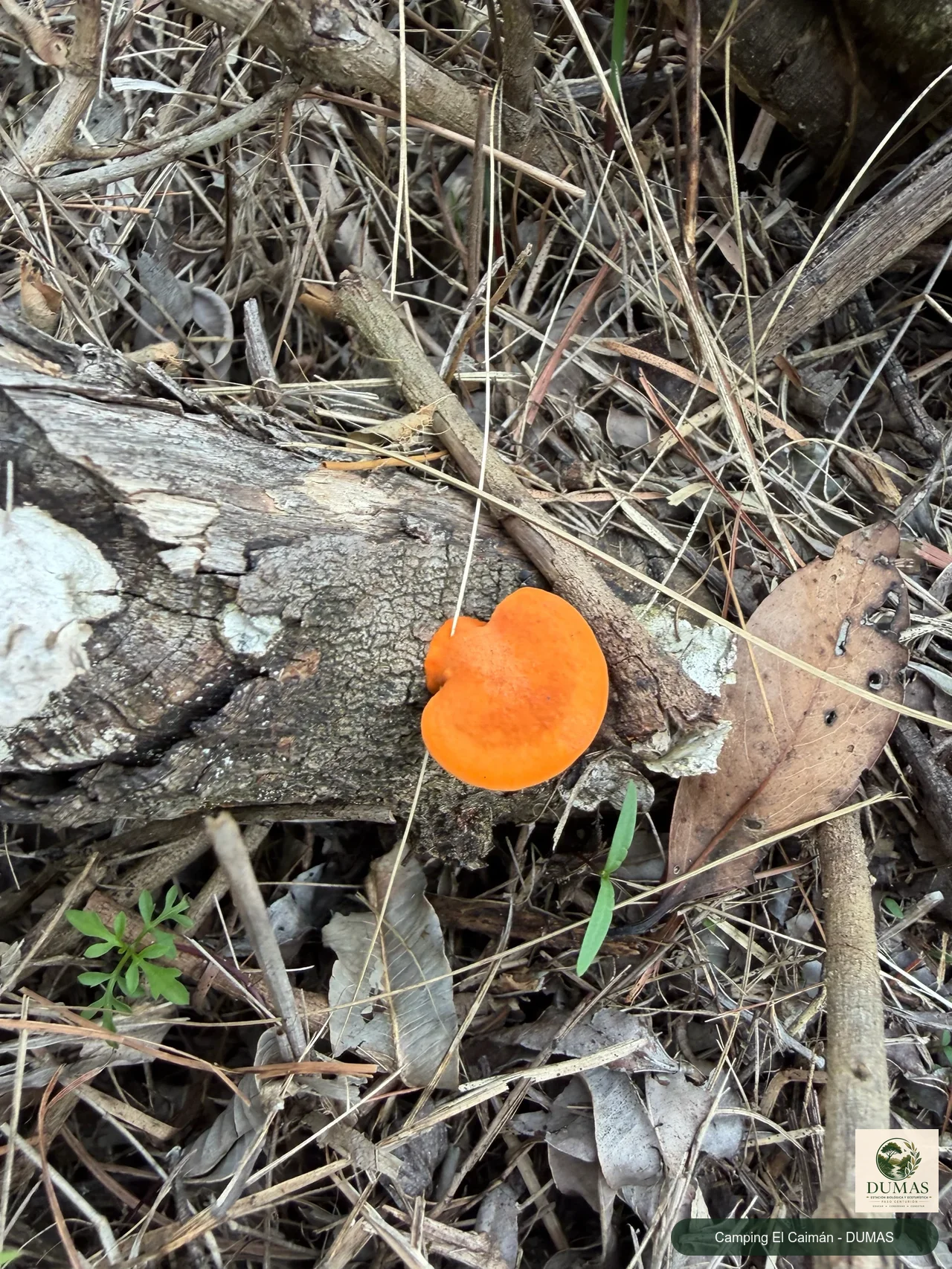 Registro fotográfico de Hongo de repisa naranja
