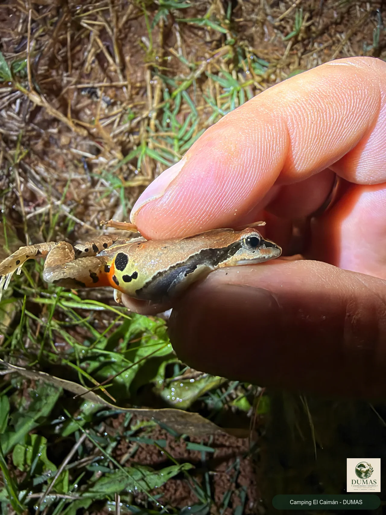 Registro fotográfico de Physalaemus gracilis