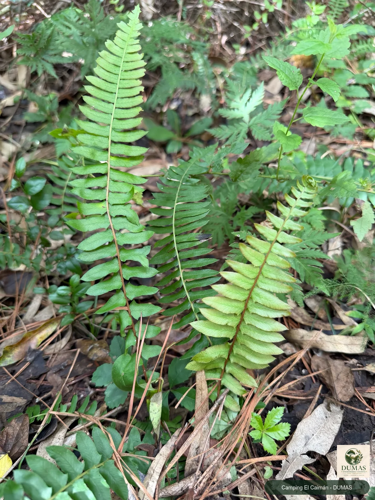 Registro fotográfico de Blechnum australe