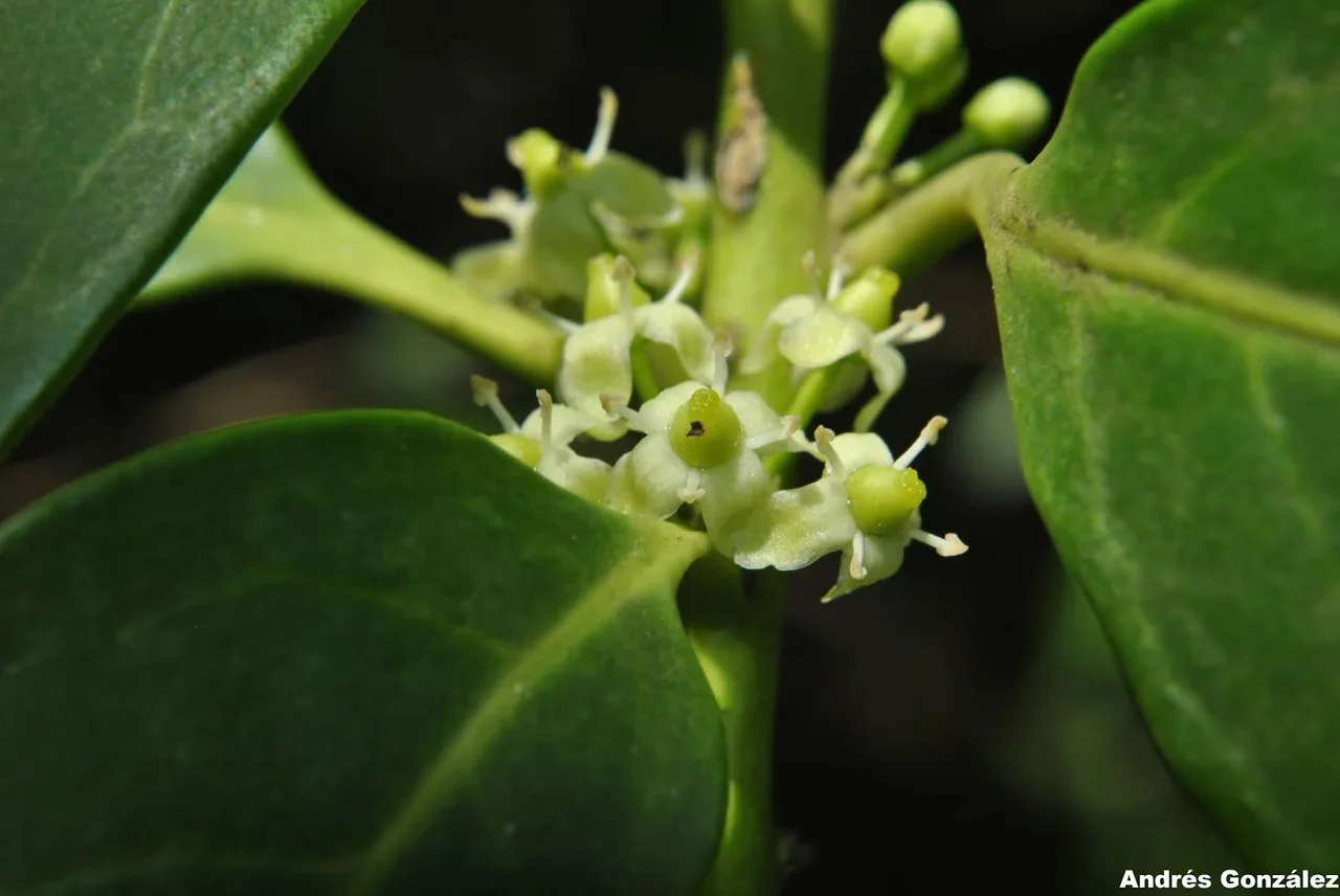 Ilex paraguariensis, árbol registrado en los bosques de Sierra de Ríos