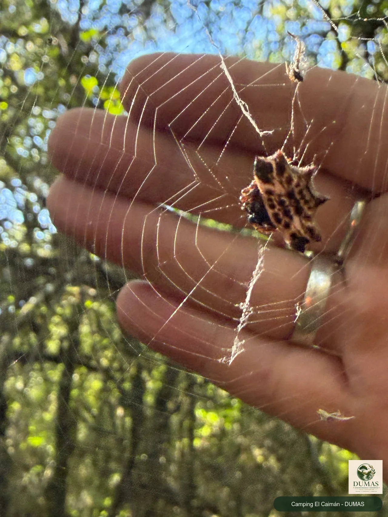 Registro fotográfico de Araña tejedora espinosa