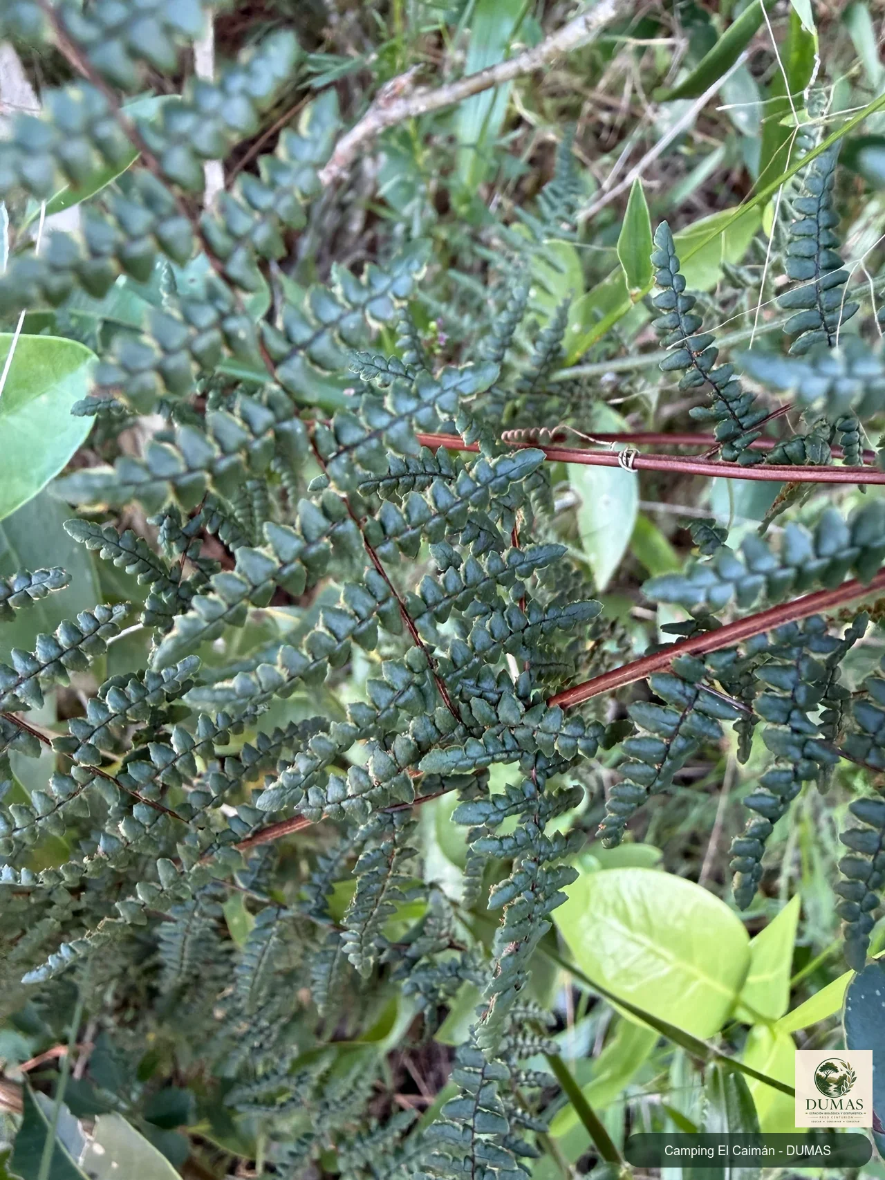 Registro fotográfico de Adiantopsis chlorophylla