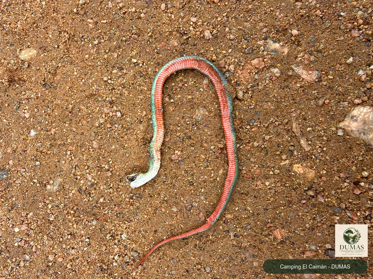Registro fotográfico de Culebra verde de vientre rojo