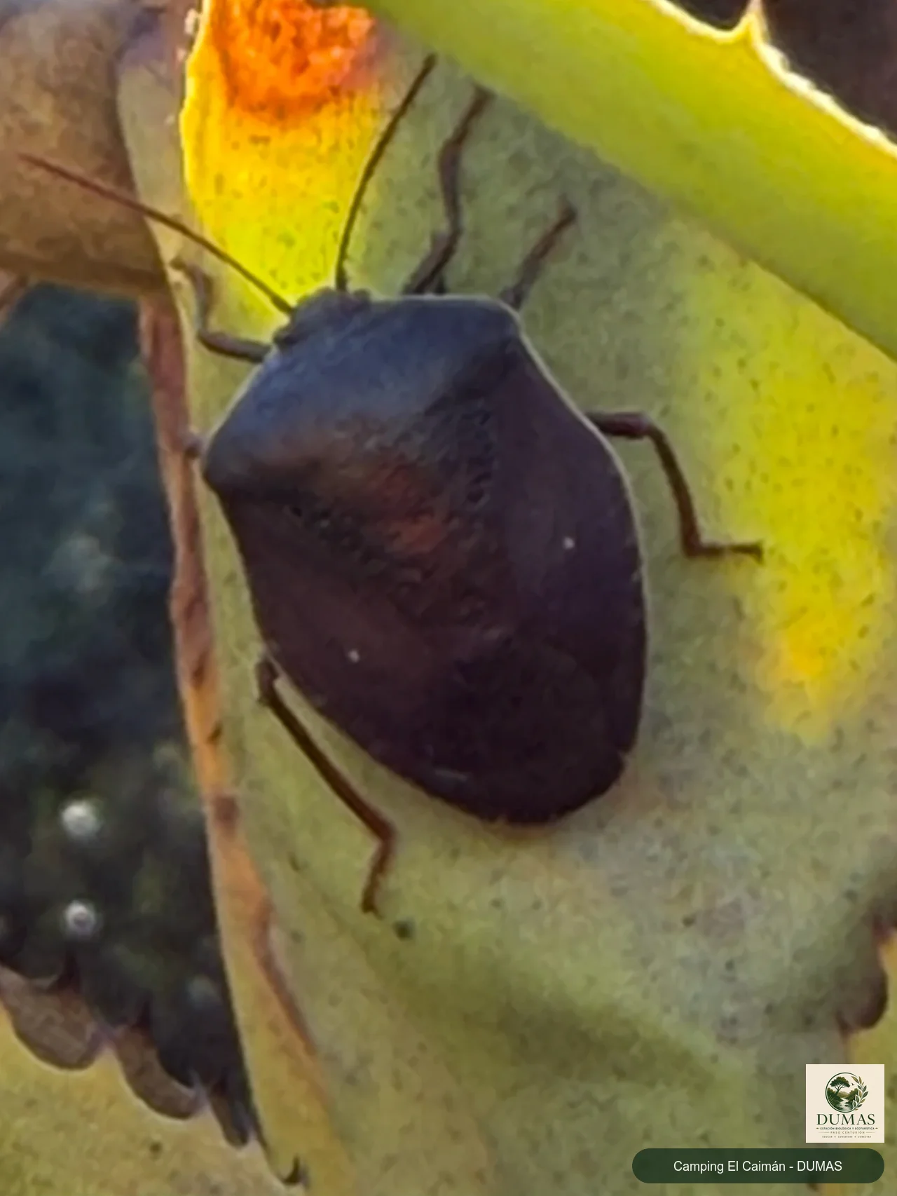 Registro fotográfico de Brachystethus geniculatus